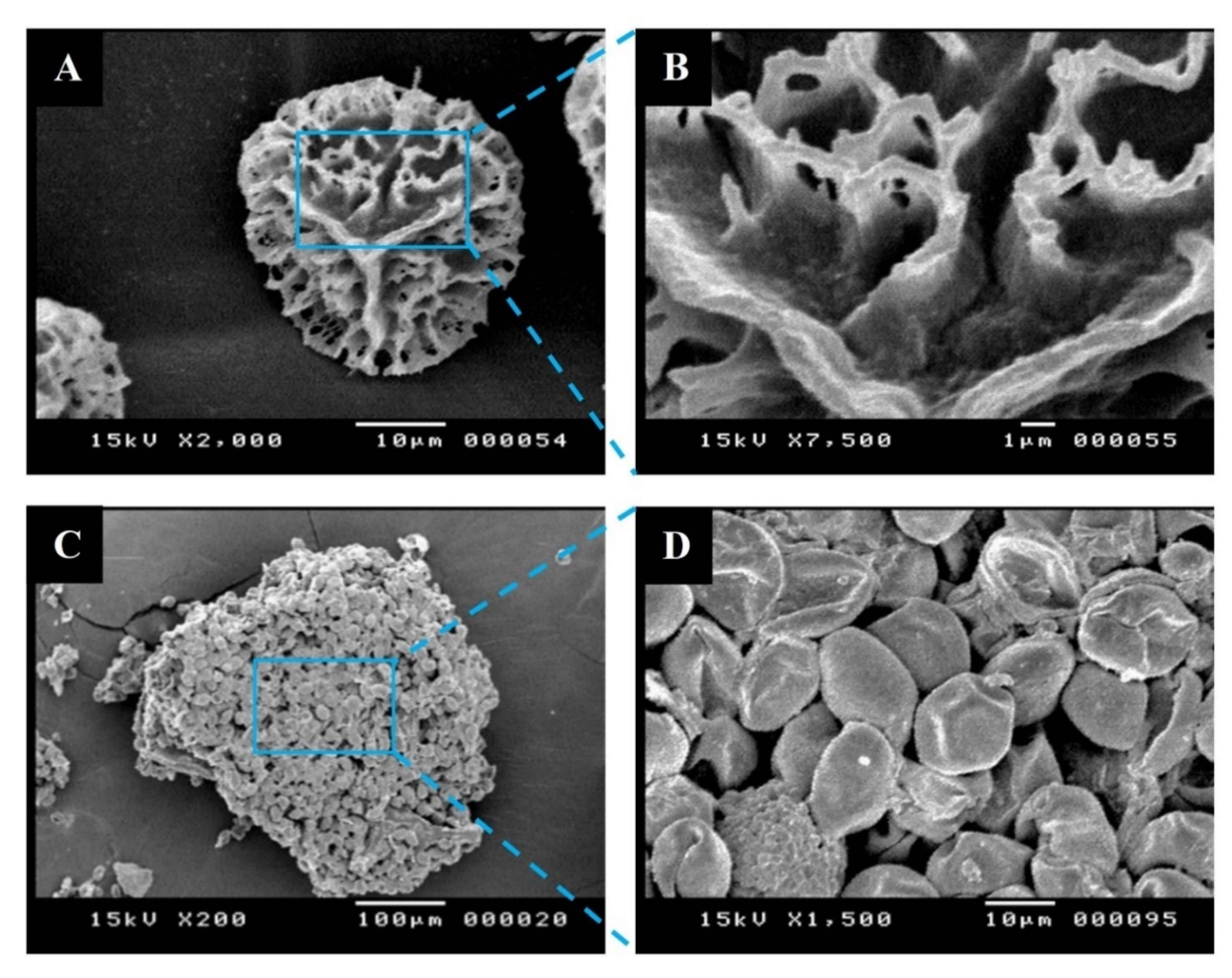 Pharmaceutics 13 01048 g004