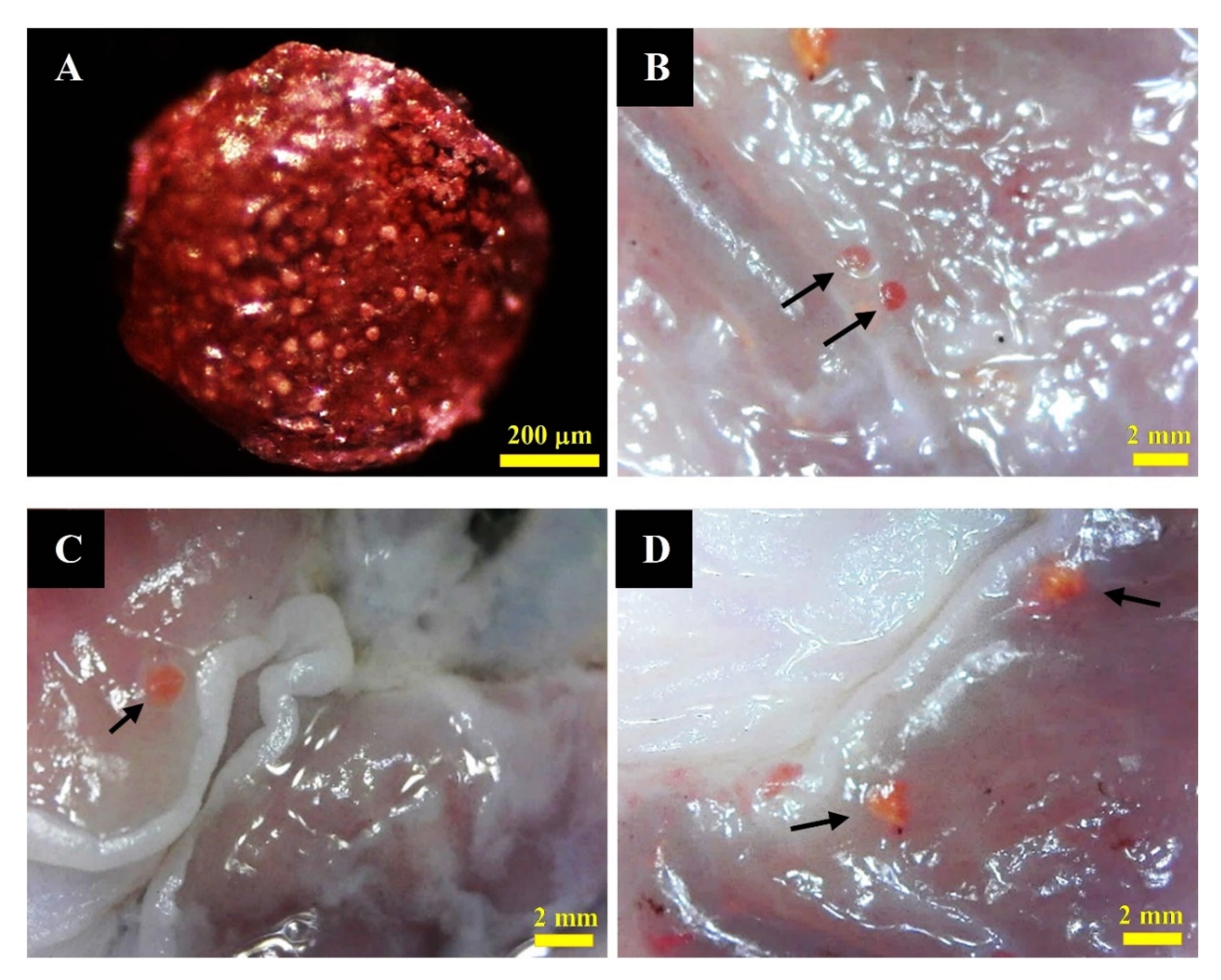 Pharmaceutics 13 01048 g008