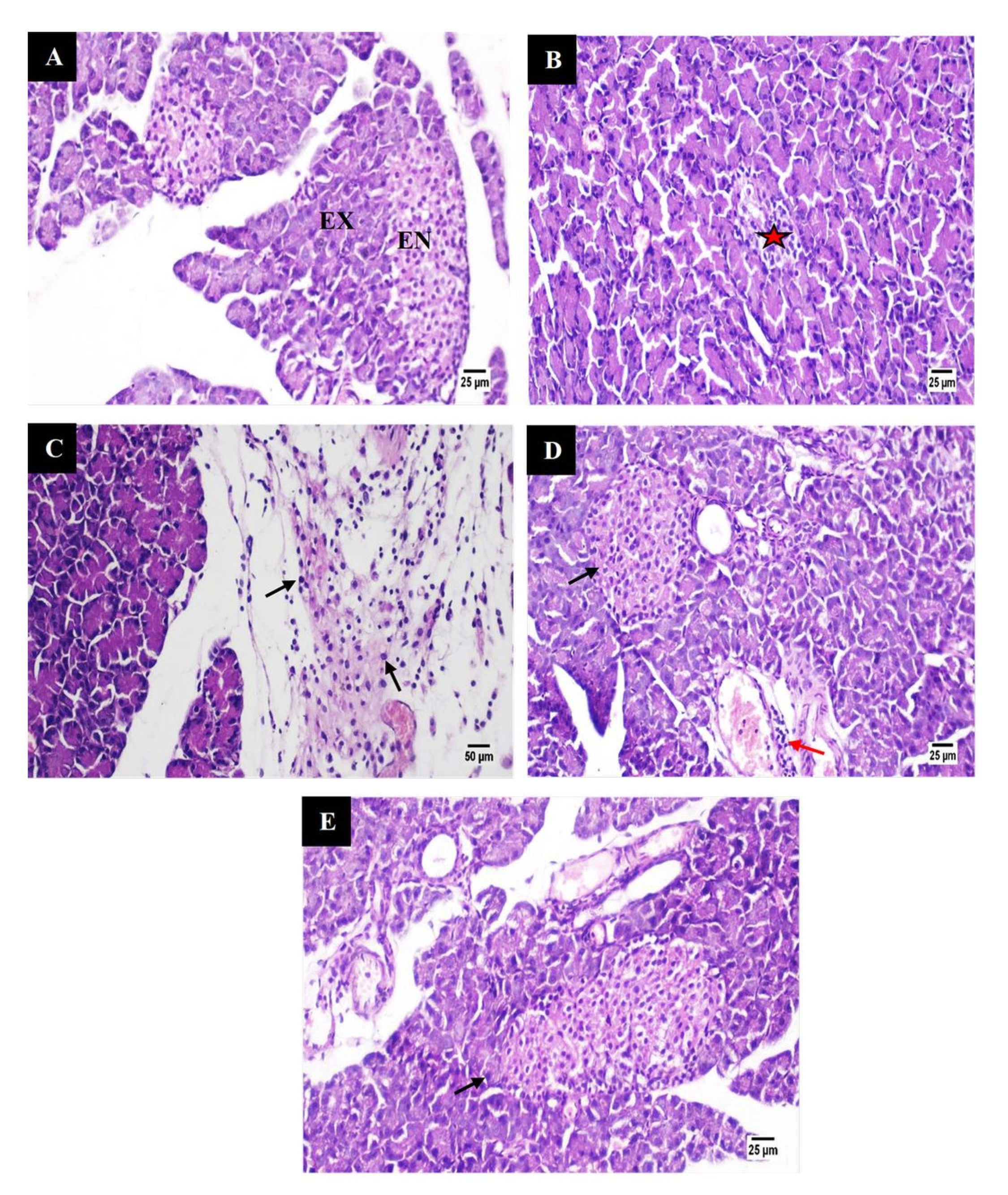 Pharmaceutics 13 01048 g015