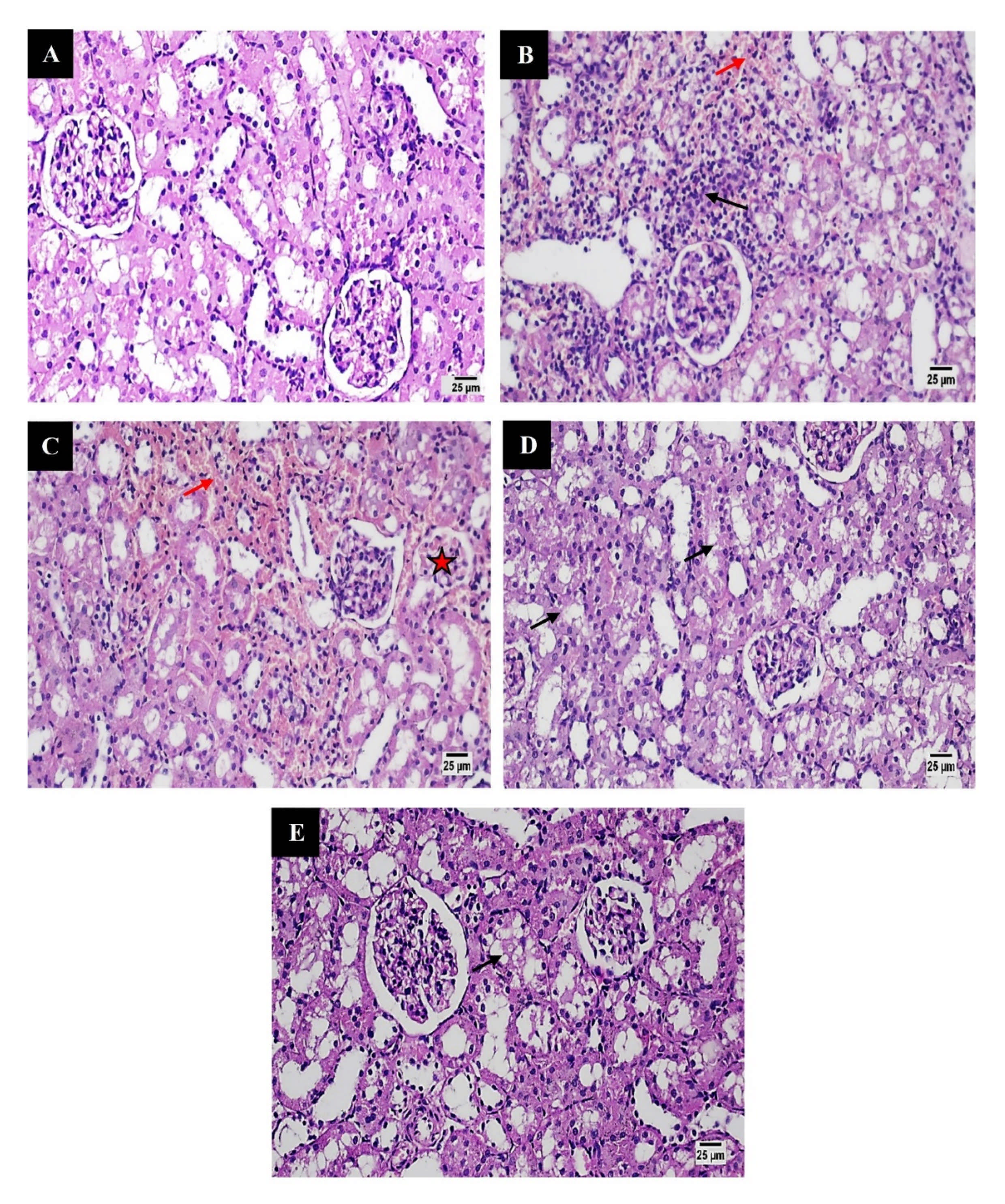 Pharmaceutics 13 01048 g016