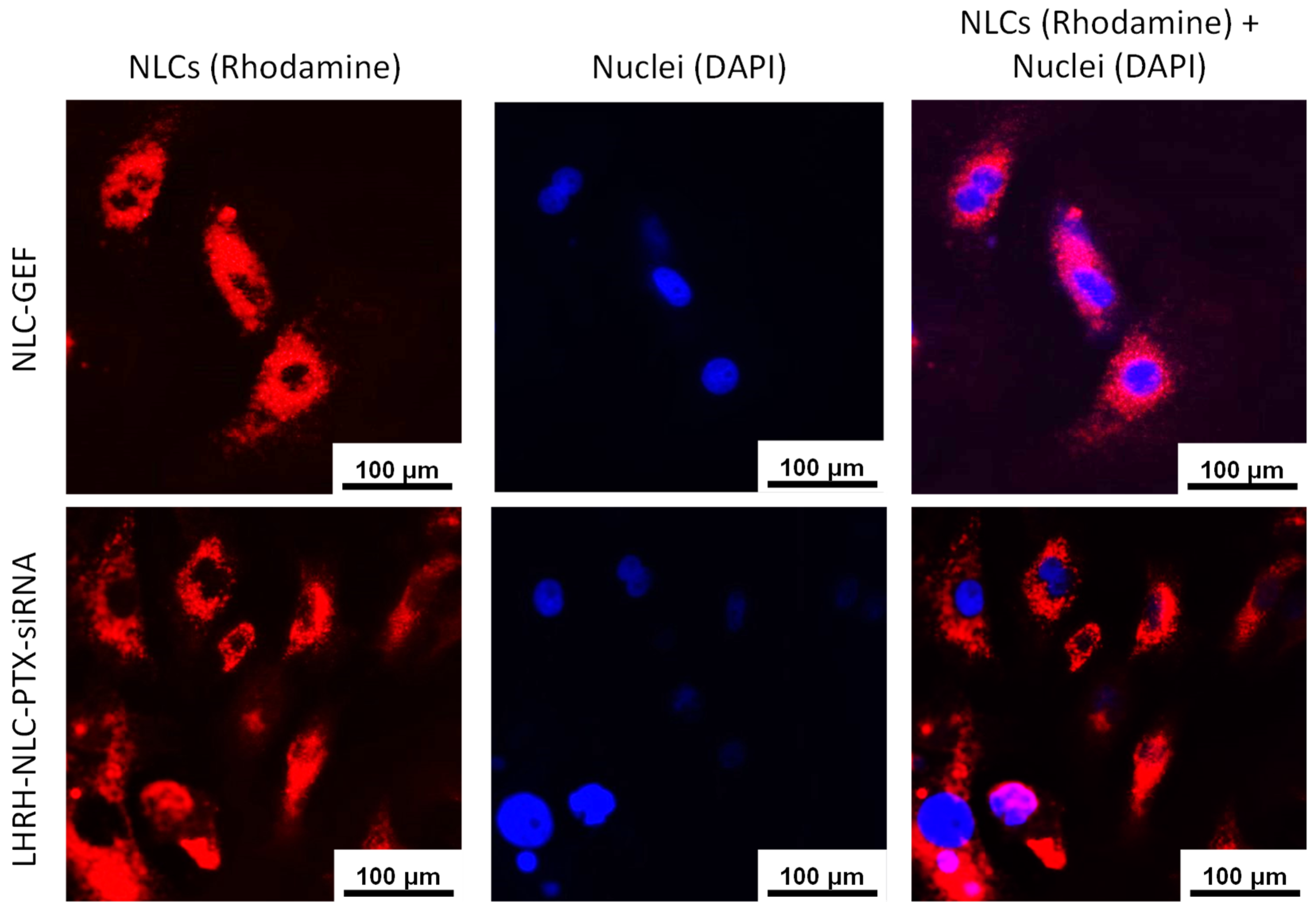 Pharmaceutics 13 01063 g007