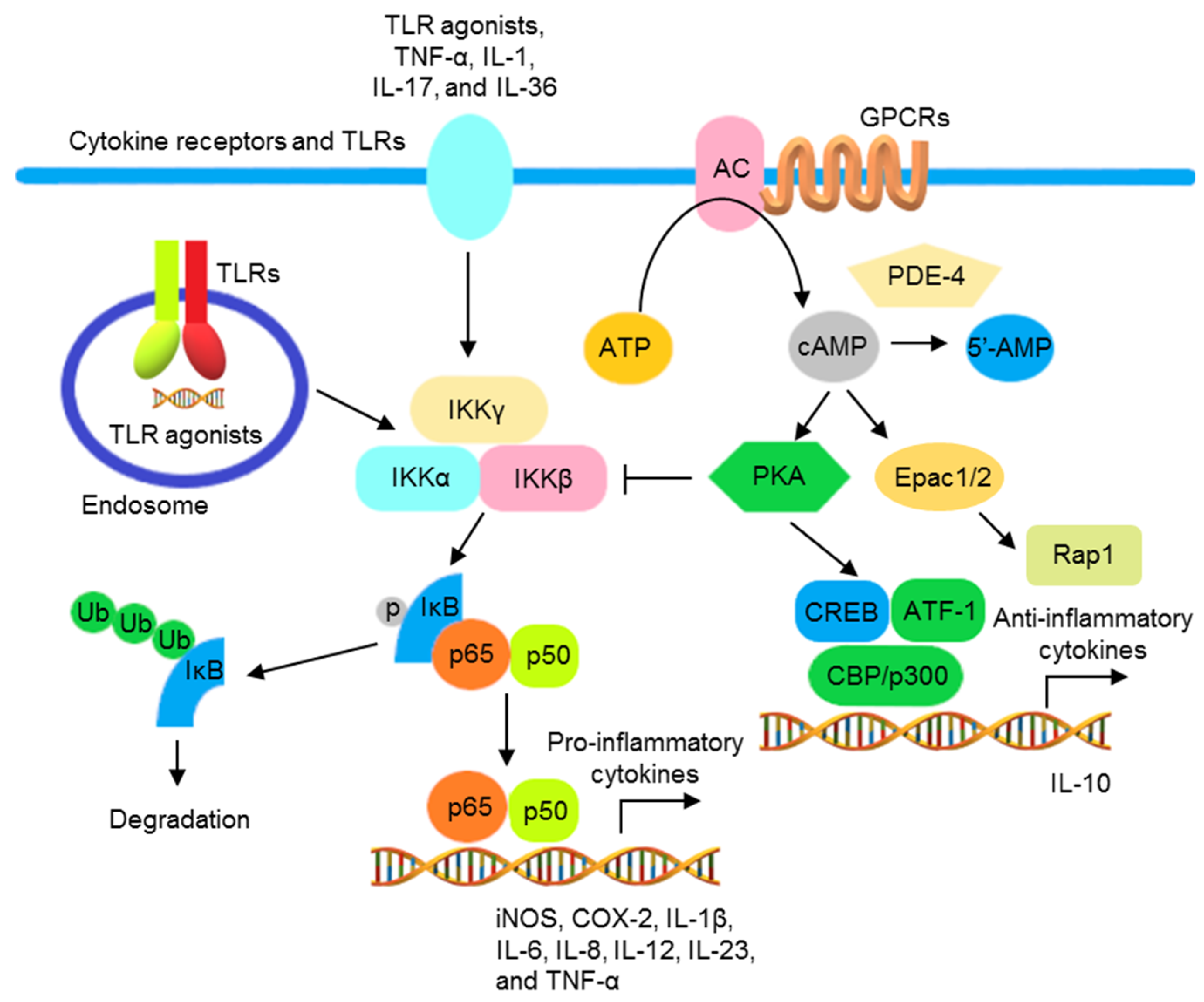 Pharmaceutics 13 01064 g001