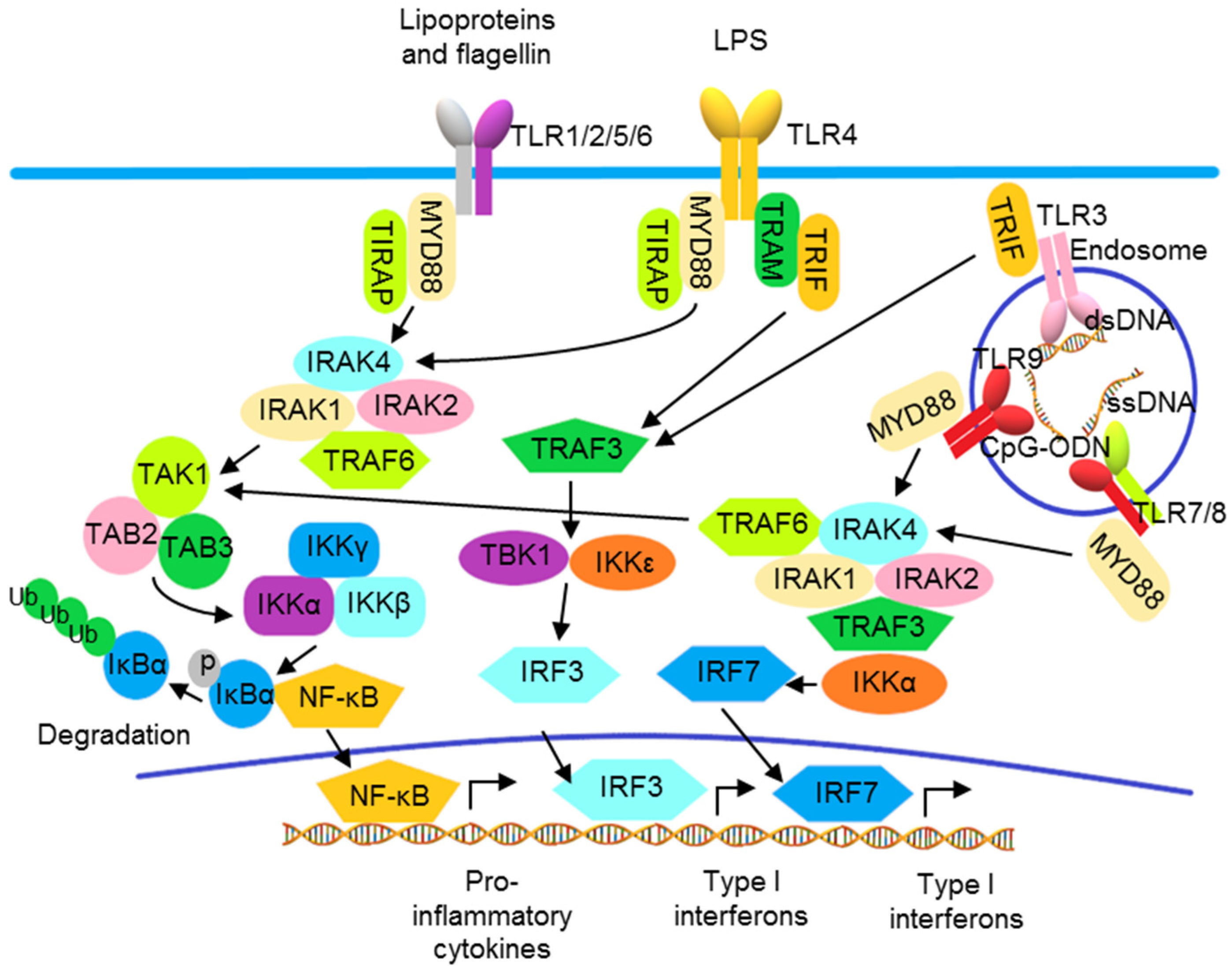 Pharmaceutics 13 01064 g002