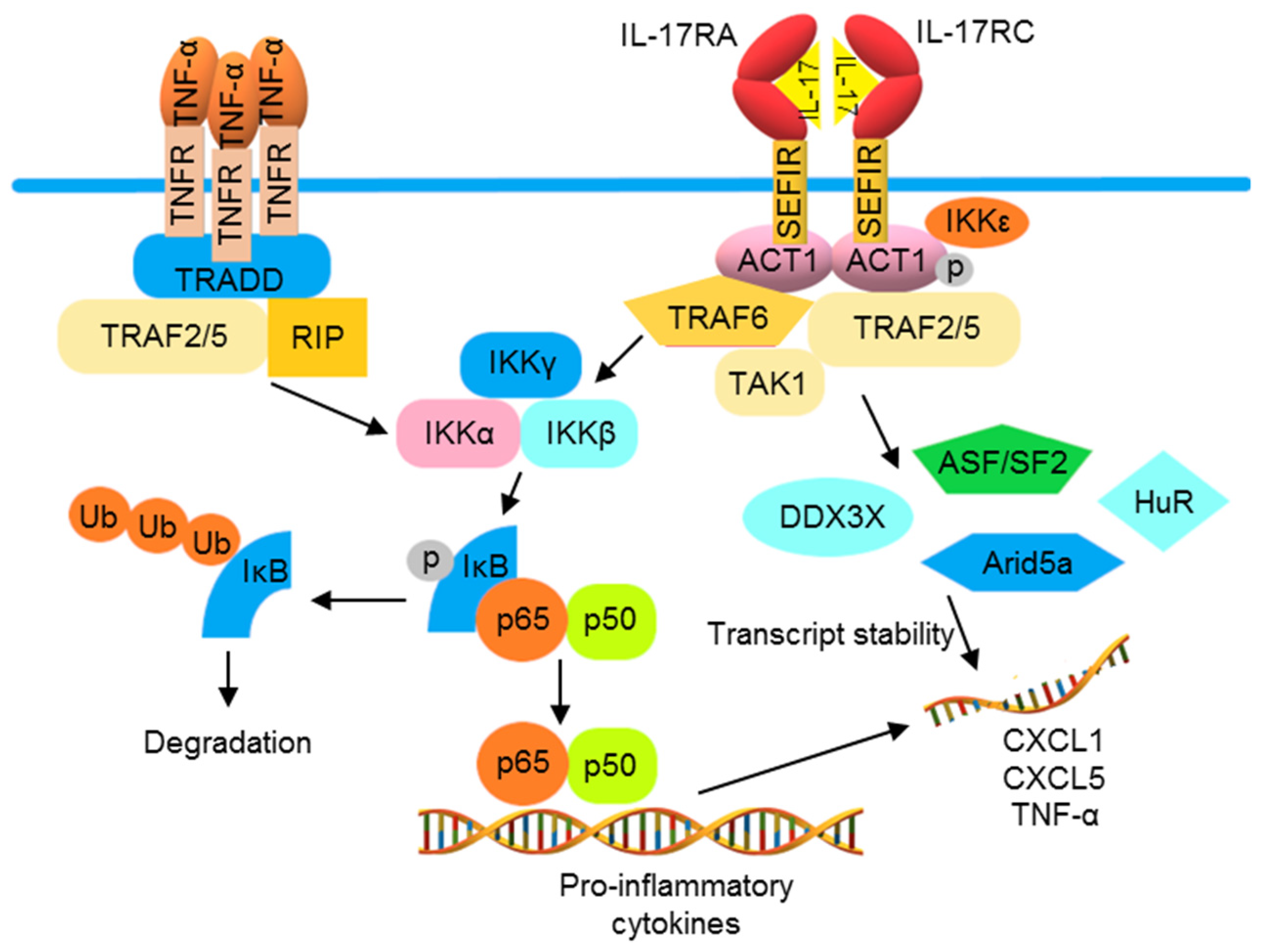 Pharmaceutics 13 01064 g003