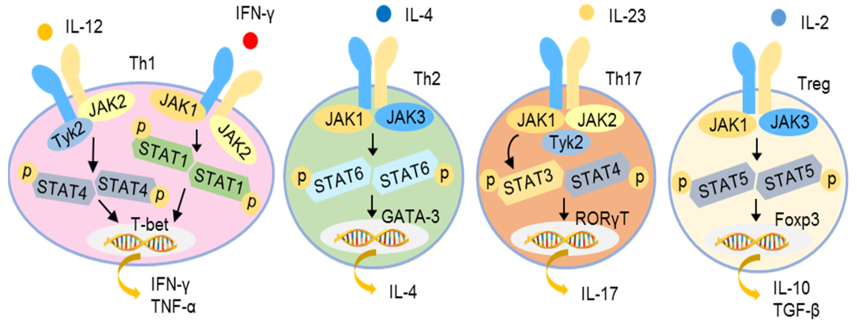 Pharmaceutics 13 01064 g004
