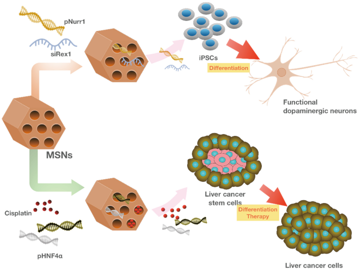 Pharmaceutics 13 01067 g007