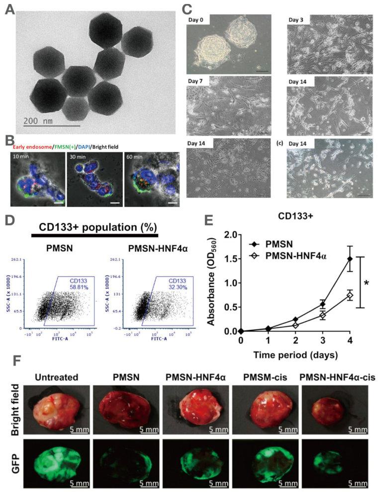 Pharmaceutics 13 01067 g008