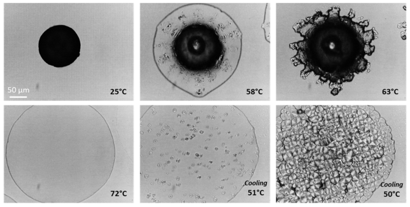 Pharmaceutics 13 01089 g008