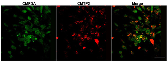 Pharmaceutics 13 01094 g0a1 550