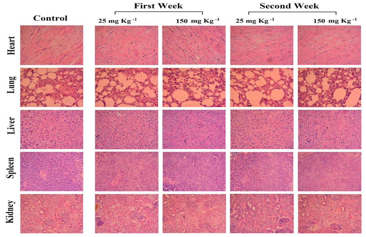 Pharmaceutics 13 01098 g016