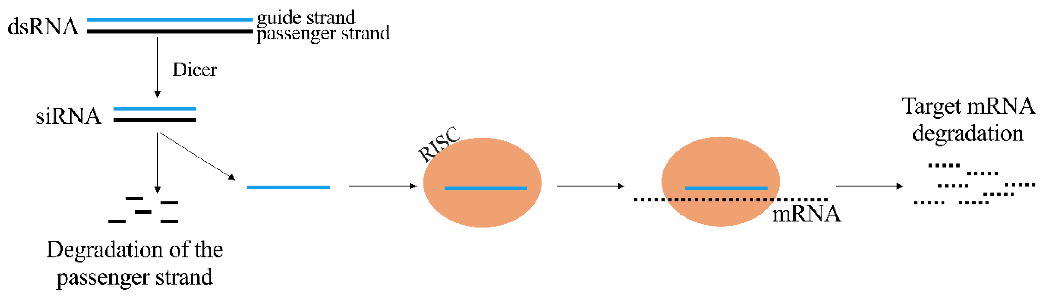 Pharmaceutics 13 01106 g002