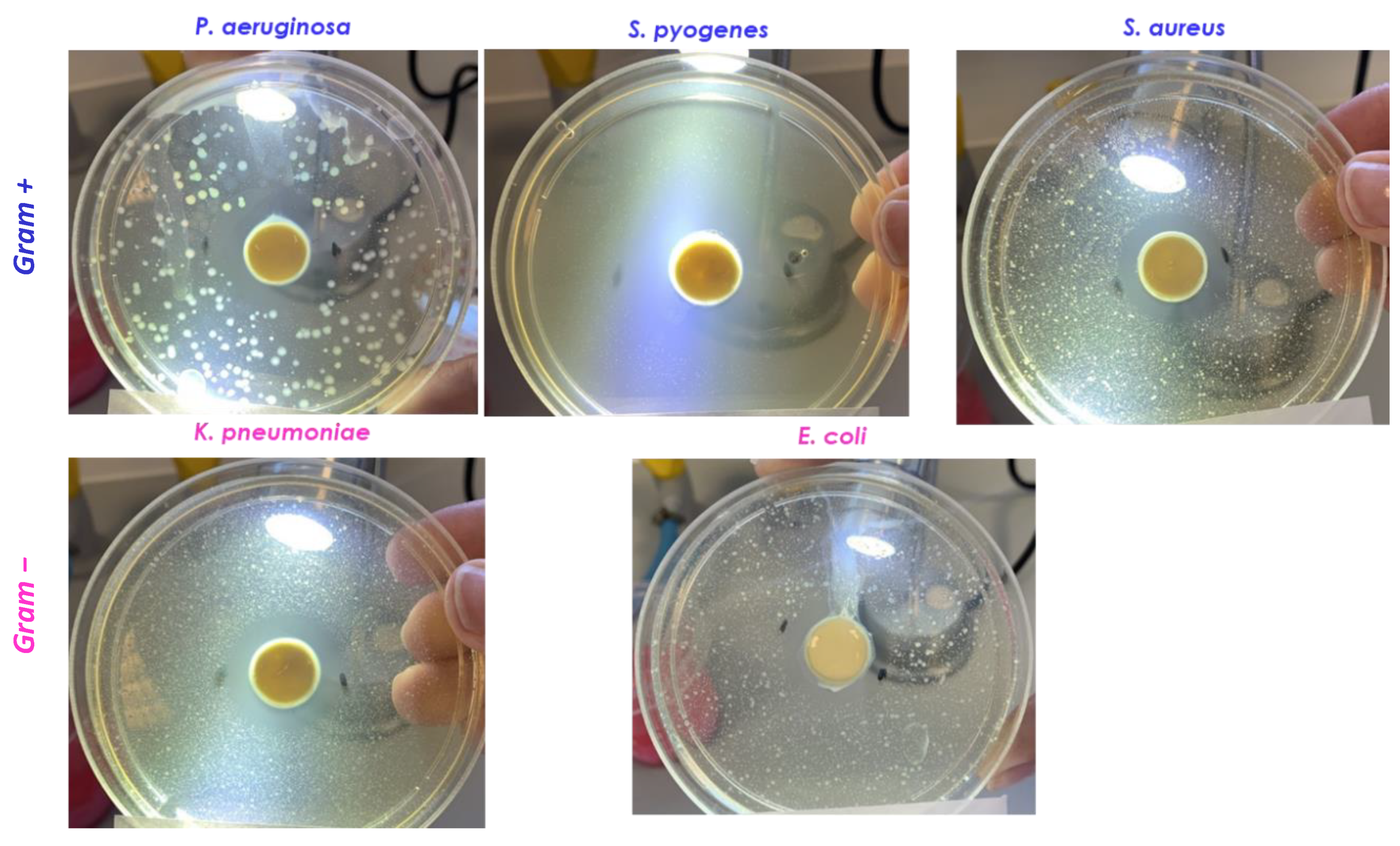 Pharmaceutics 13 01107 g014
