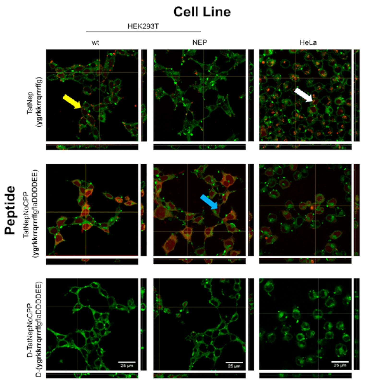 Pharmaceutics 13 01119 g007