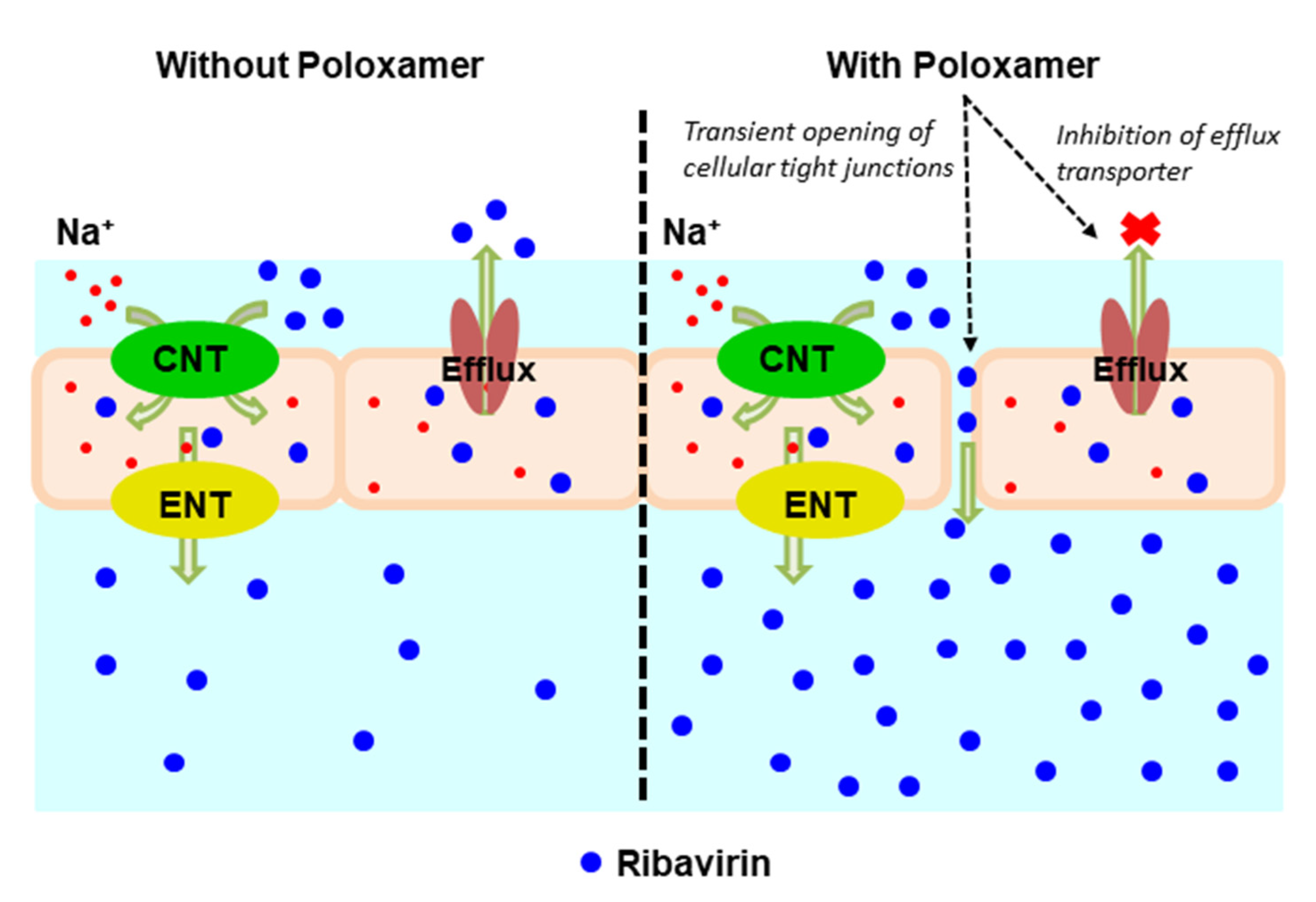 Pharmaceutics 13 01126 g007