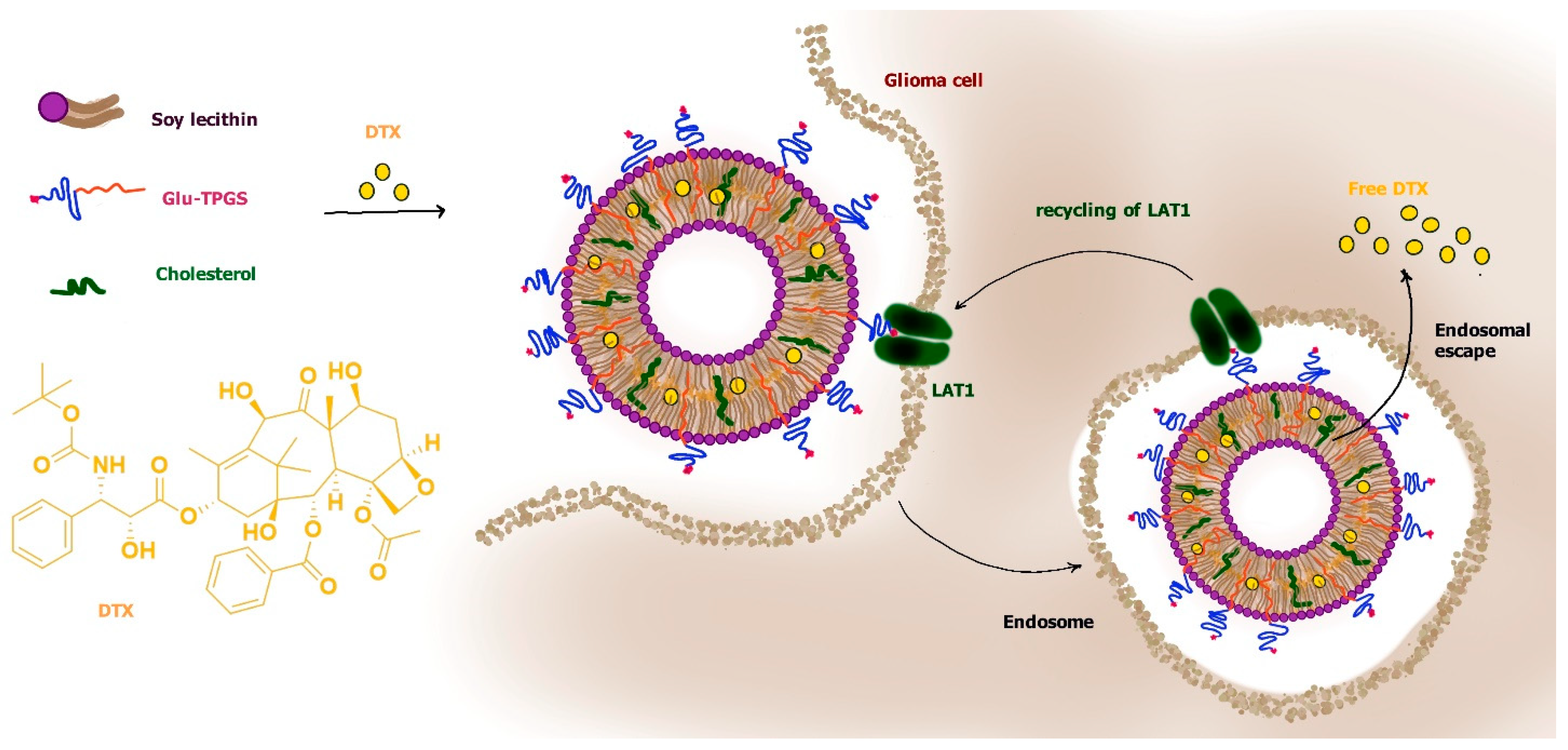 Pharmaceutics 13 01144 g011 Pharmaceutics 13 01144 g011