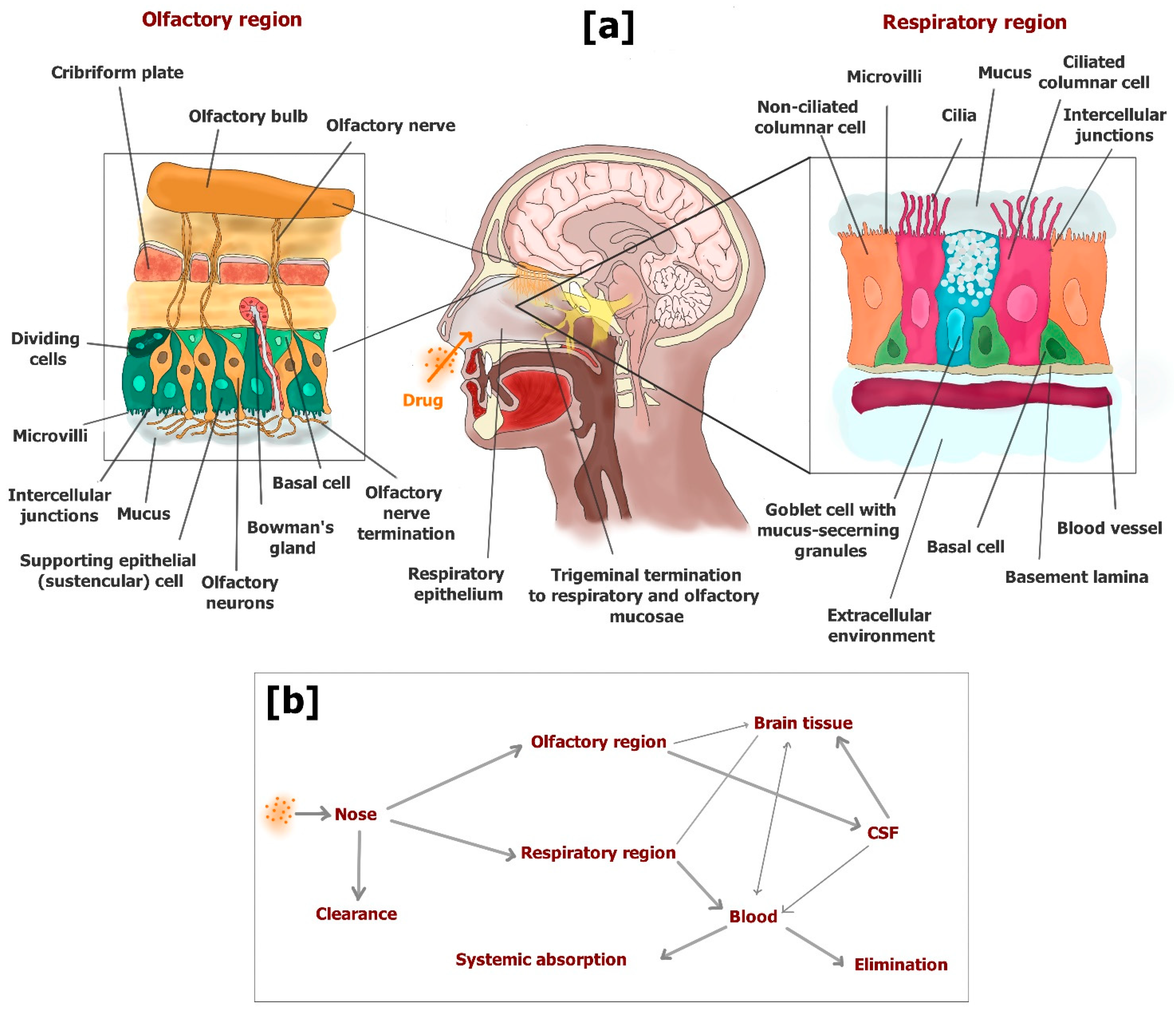 Pharmaceutics 13 01144 g014 Pharmaceutics 13 01144 g014