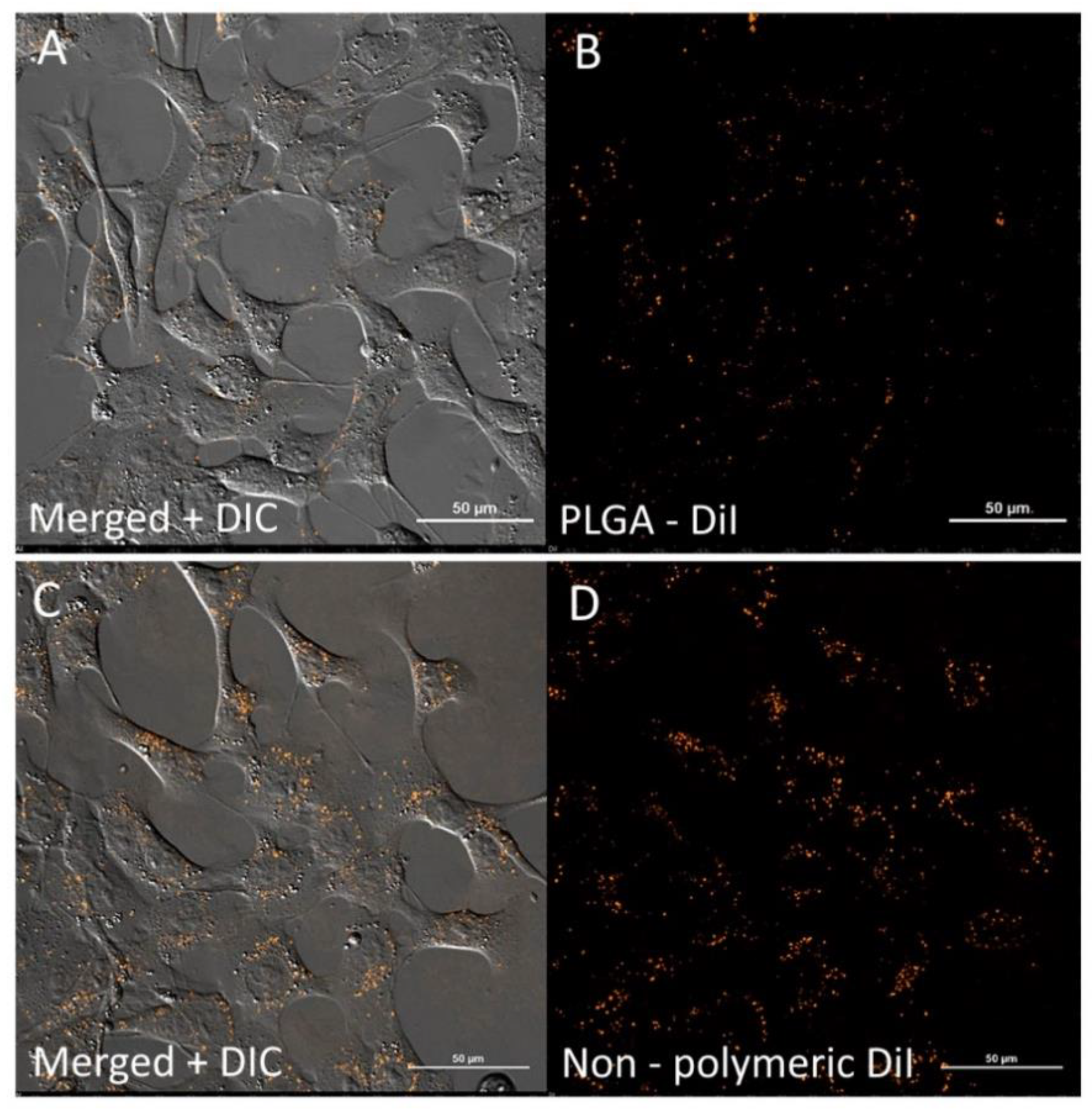 Pharmaceutics 13 01145 g006 Pharmaceutics 13 01145 g006
