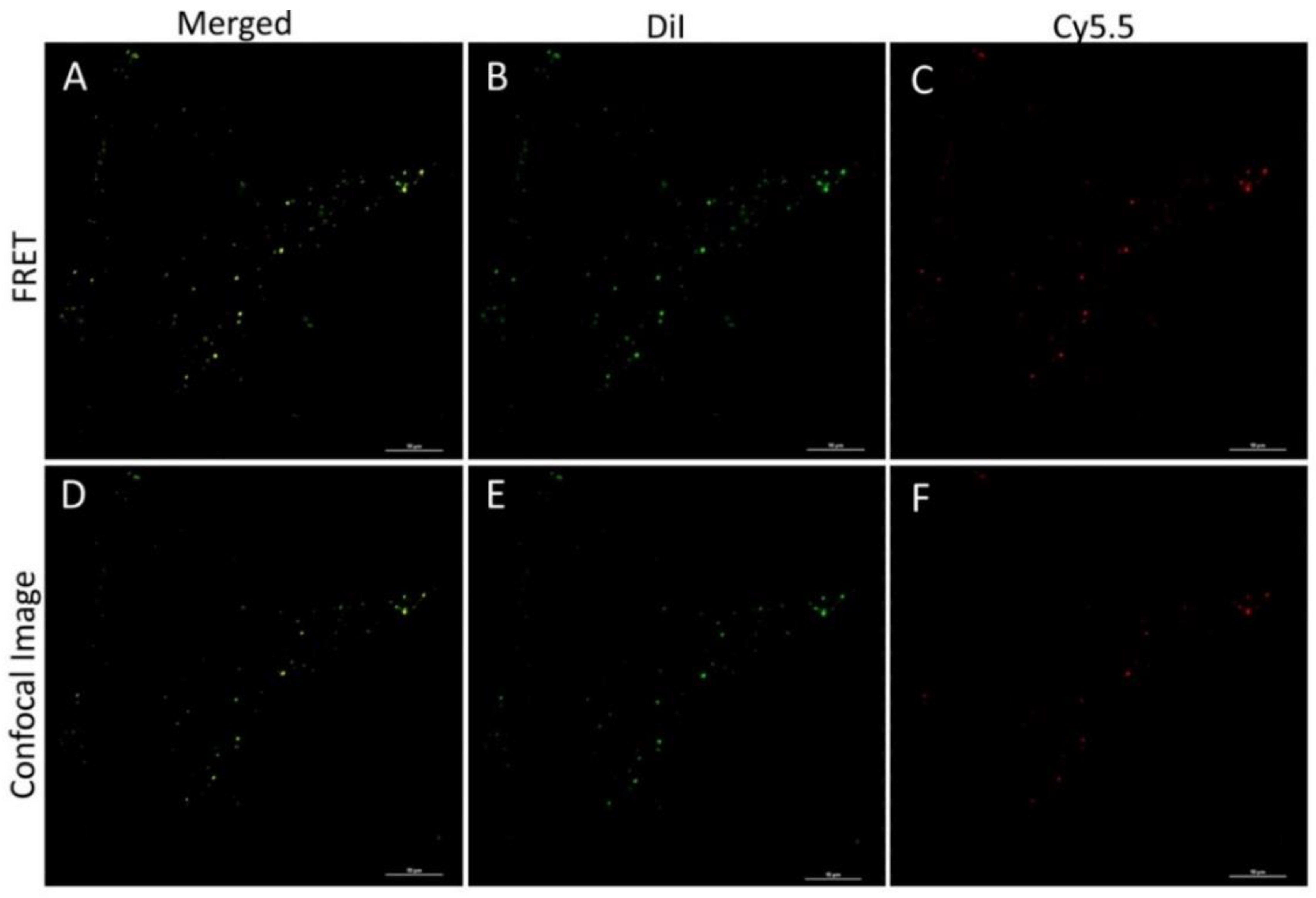 Pharmaceutics 13 01145 g008 Pharmaceutics 13 01145 g008