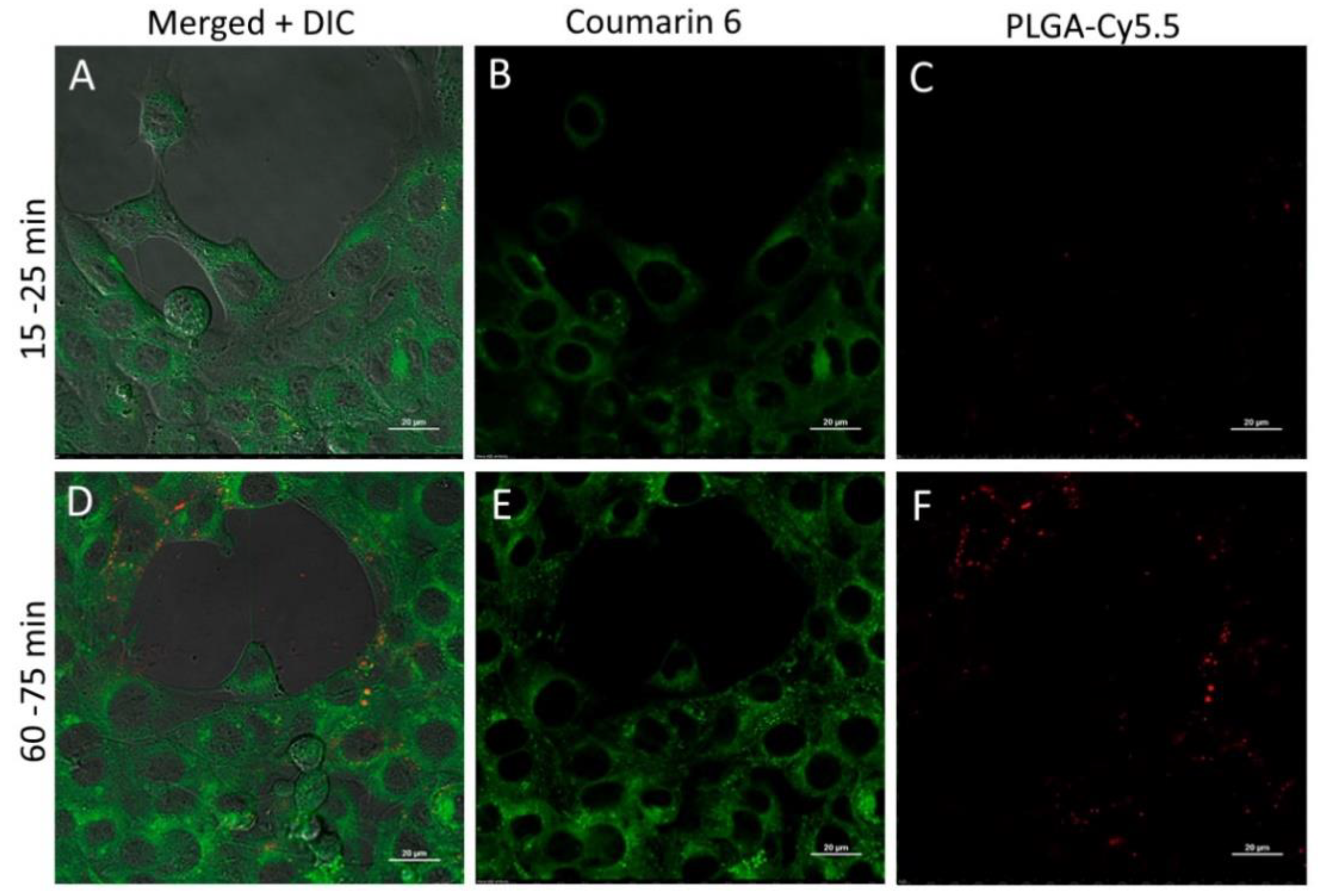 Pharmaceutics 13 01145 g009 Pharmaceutics 13 01145 g009