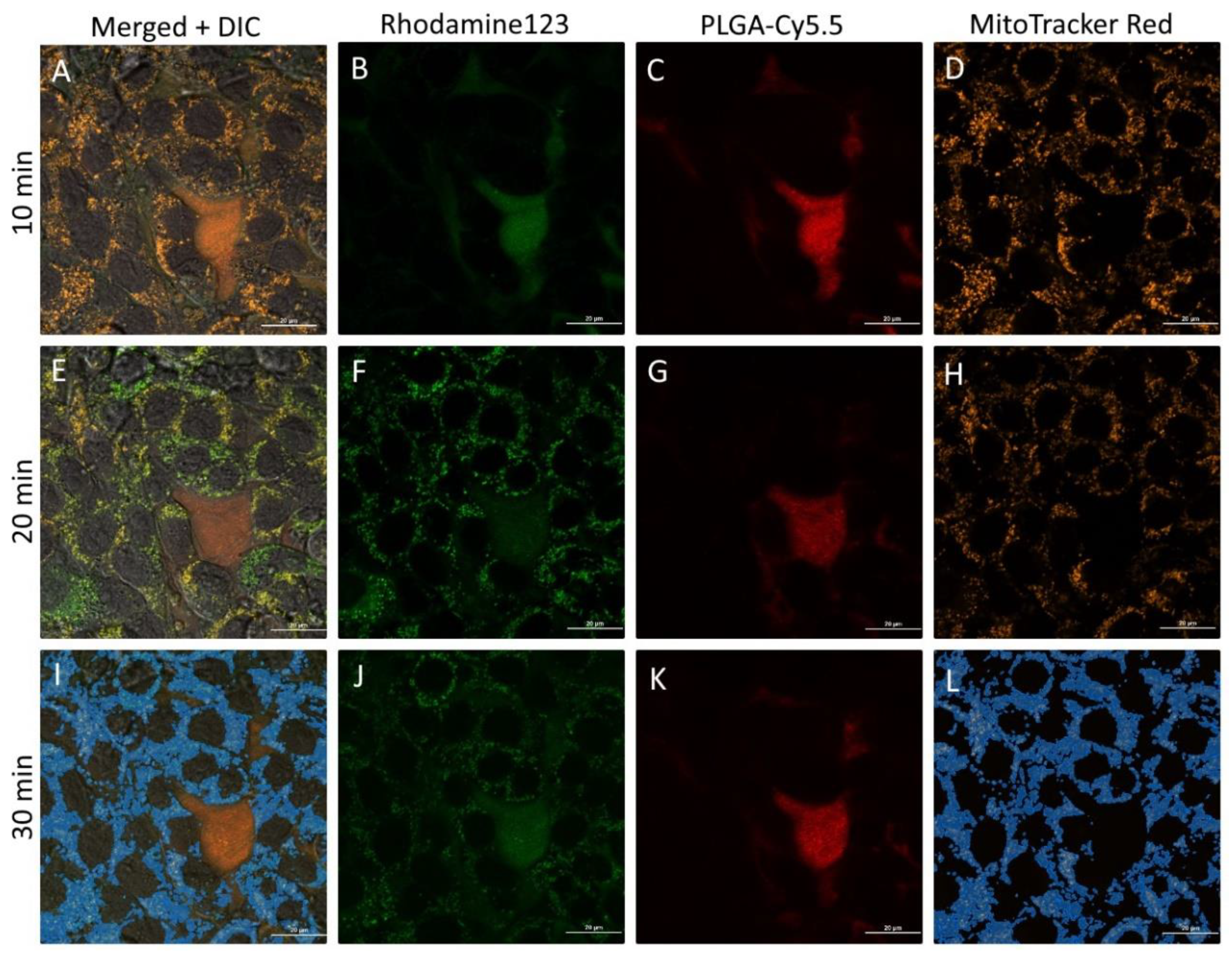 Pharmaceutics 13 01145 g010a Pharmaceutics 13 01145 g010a