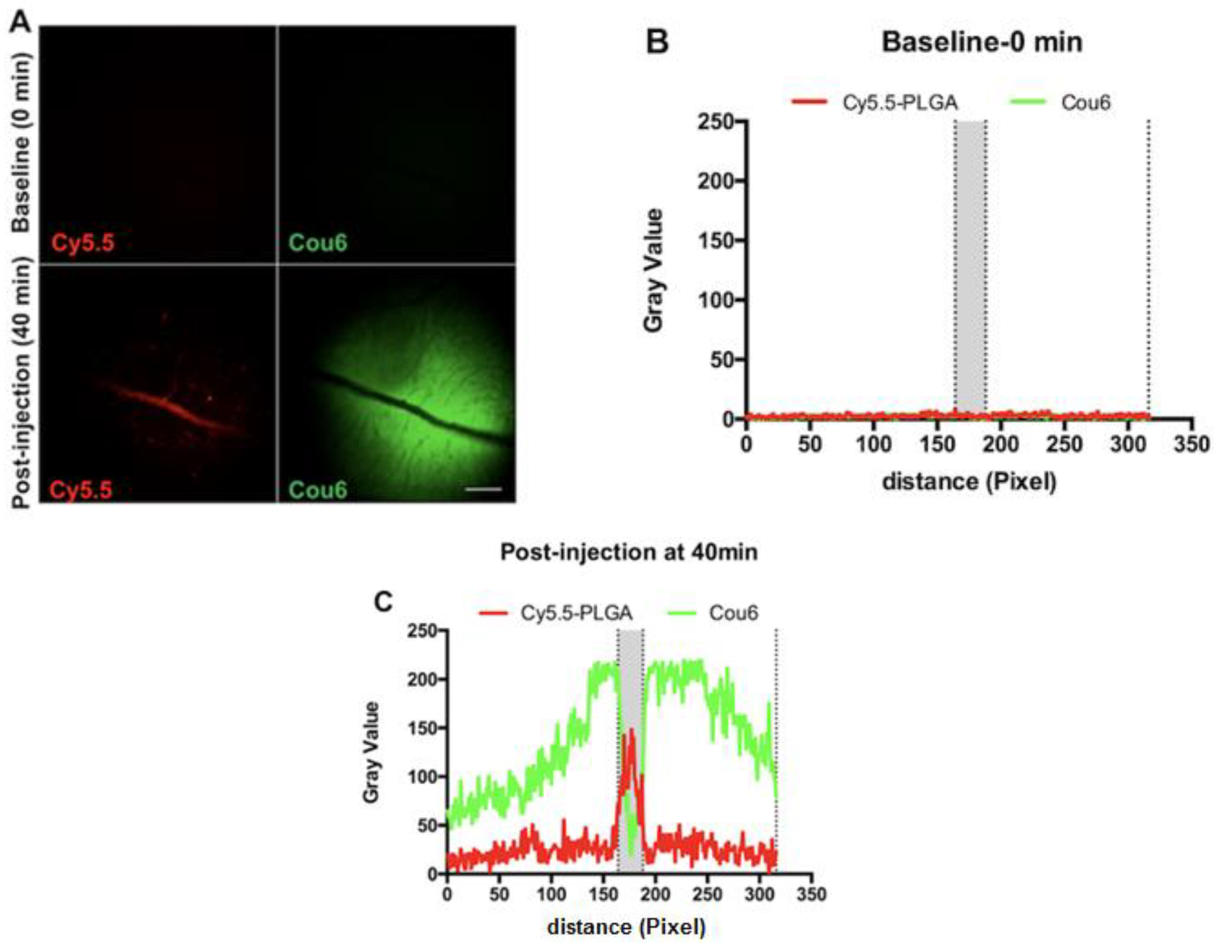 Pharmaceutics 13 01145 g011 Pharmaceutics 13 01145 g011