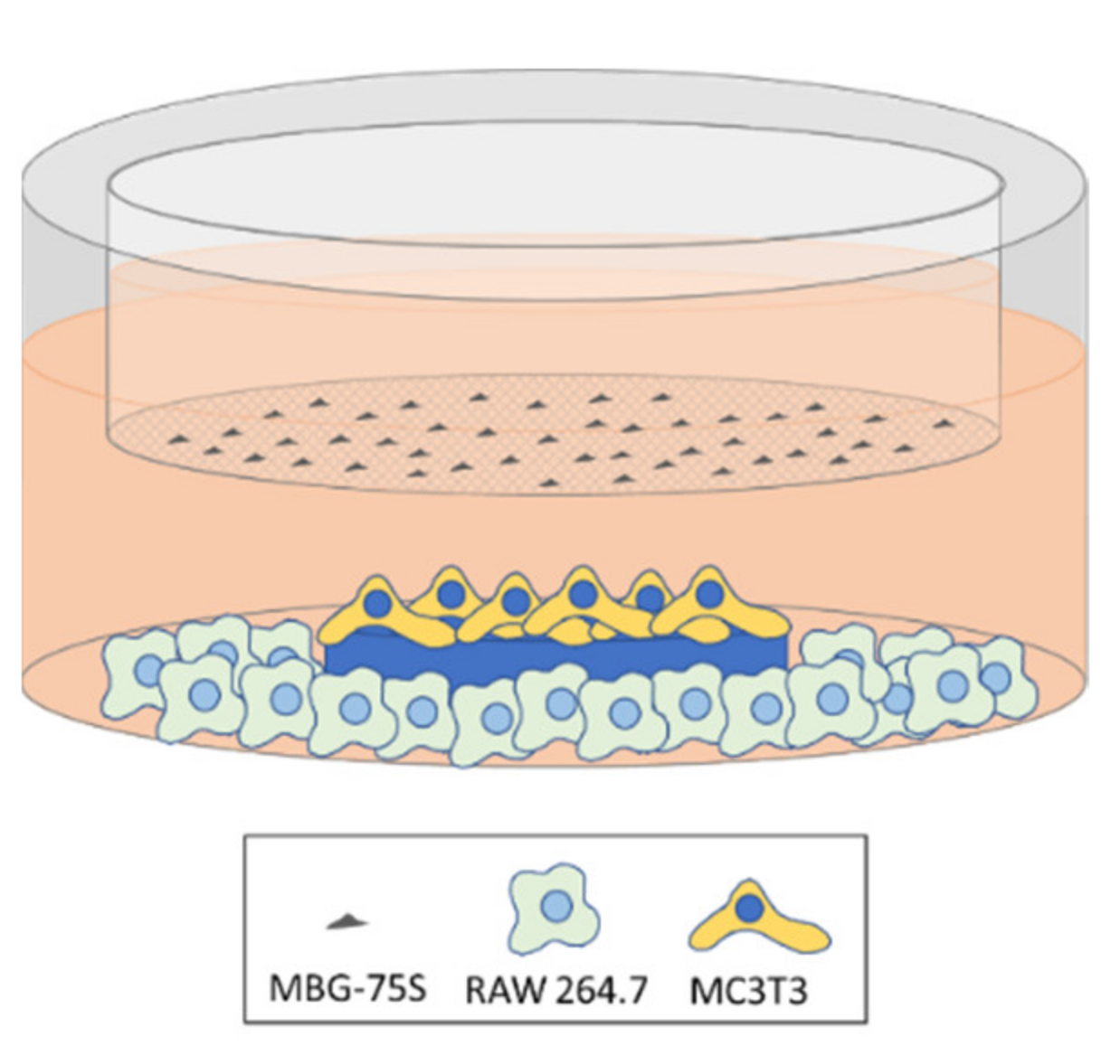 Pharmaceutics 13 01152 sch002 Pharmaceutics 13 01152 sch002