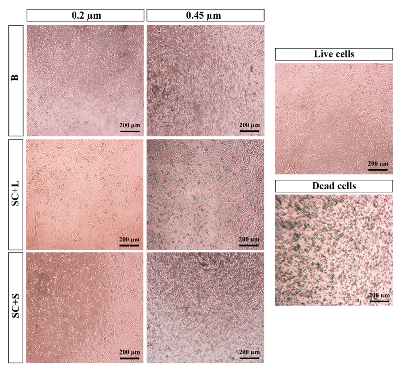 Pharmaceutics 13 01164 g002