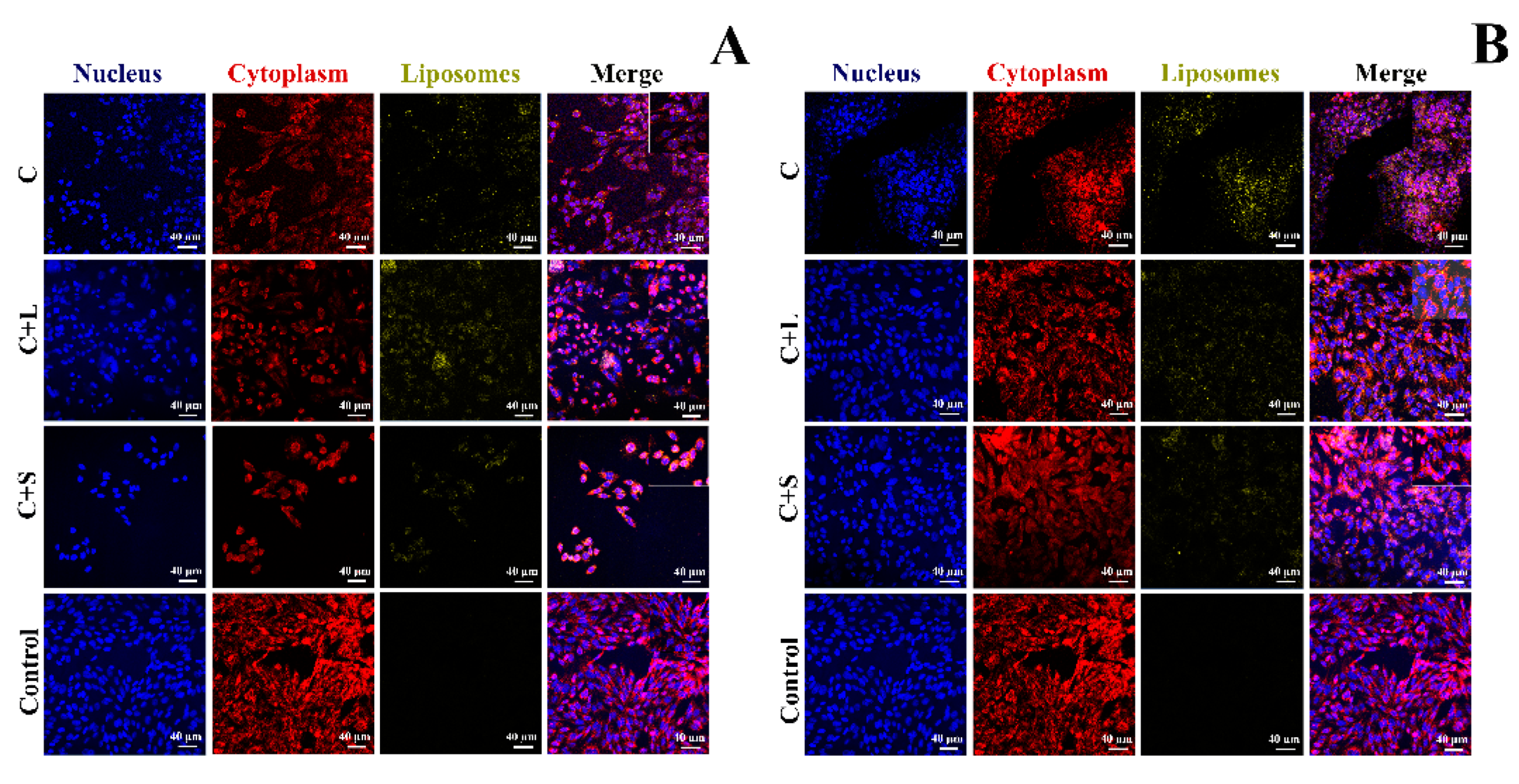 Pharmaceutics 13 01164 g004