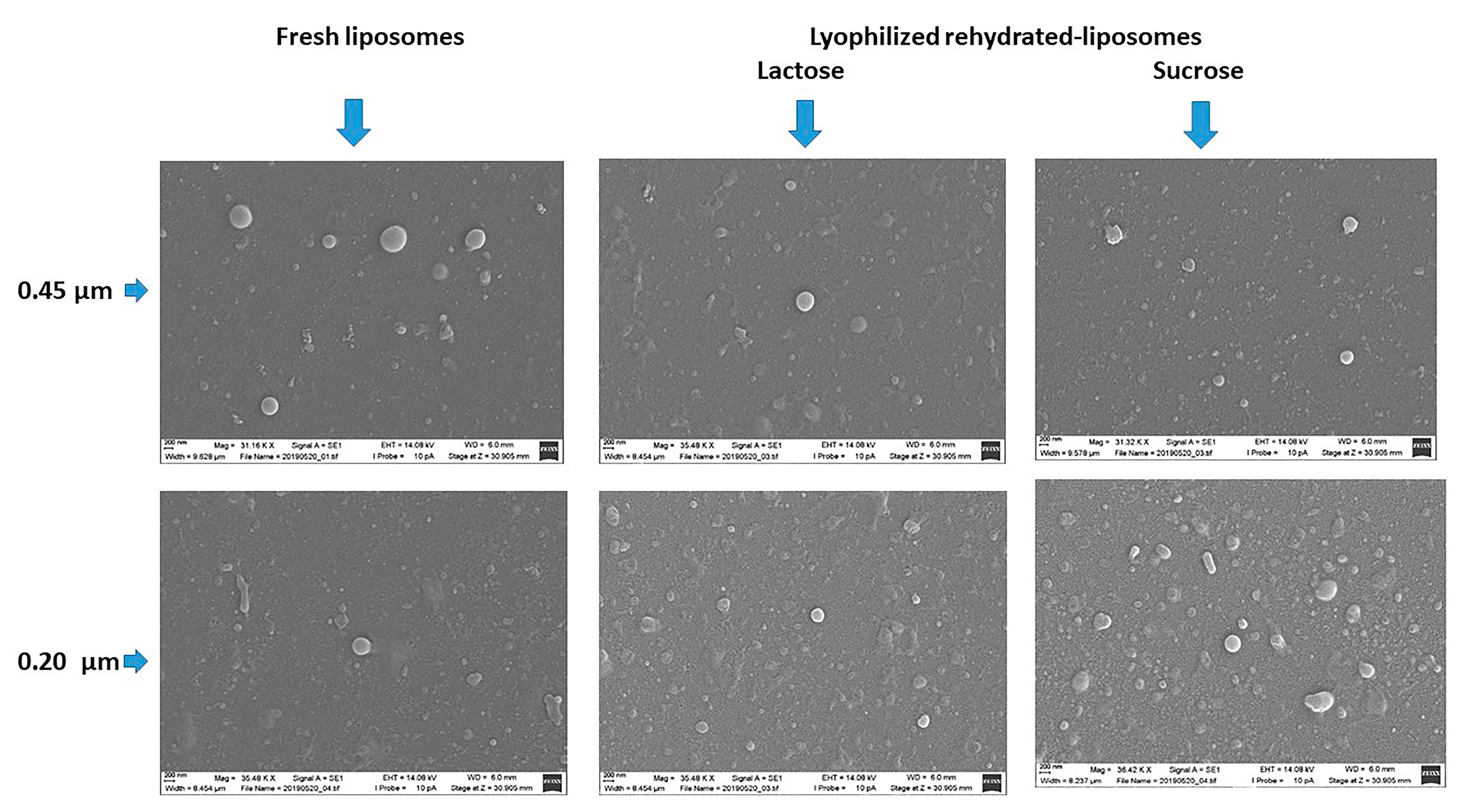 Pharmaceutics 13 01164 g006