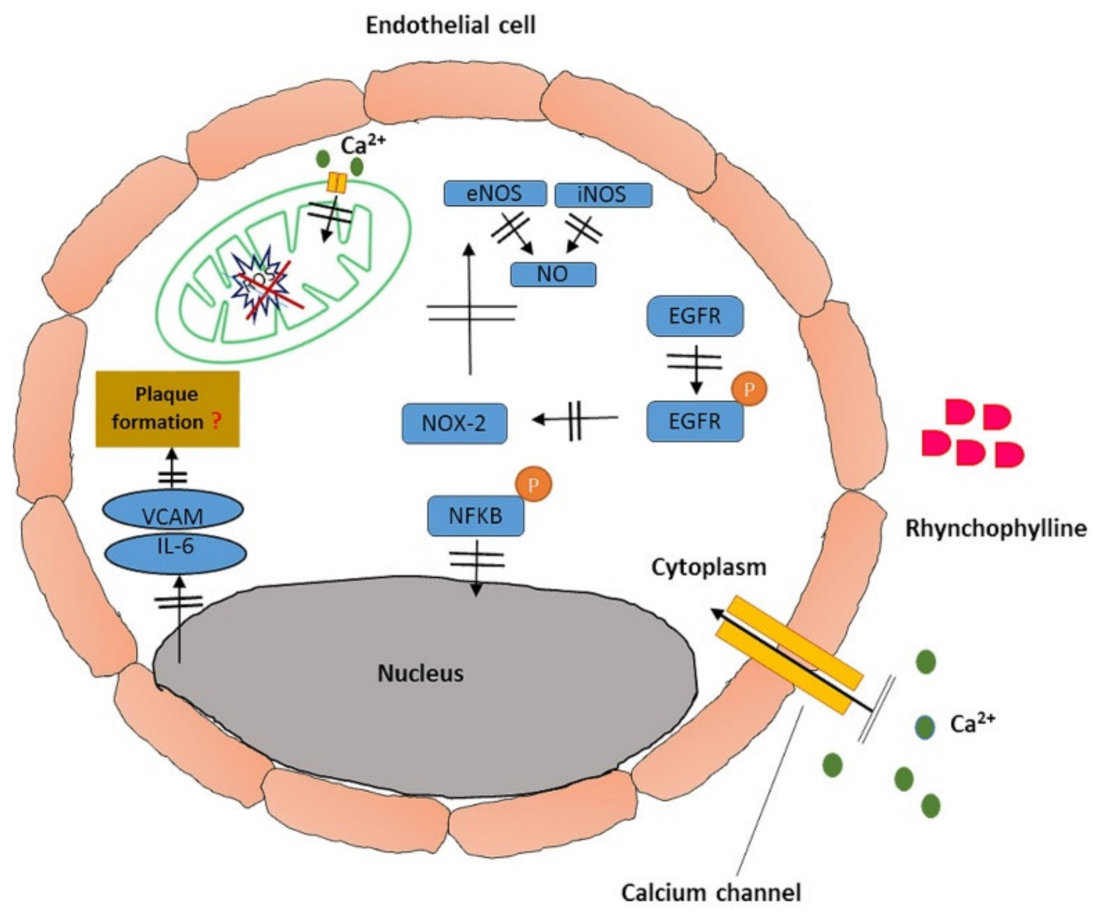 Pharmaceutics 13 01170 g003