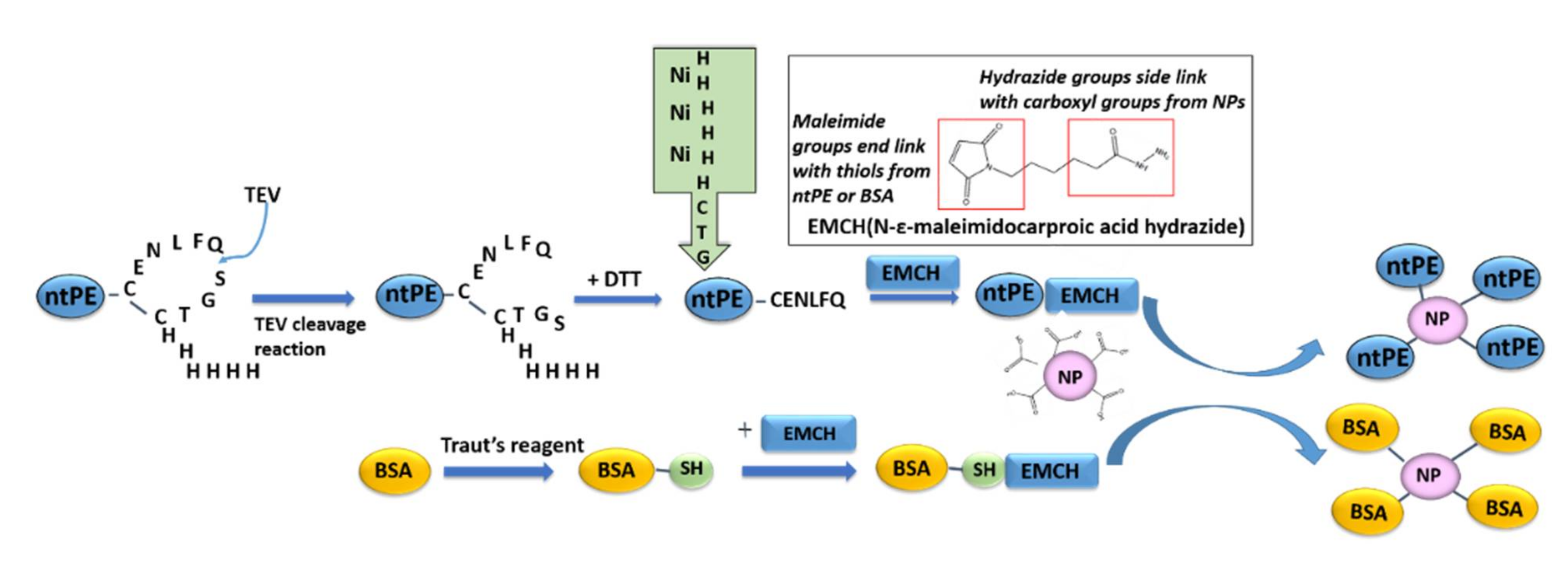 Pharmaceutics 13 01171 g003