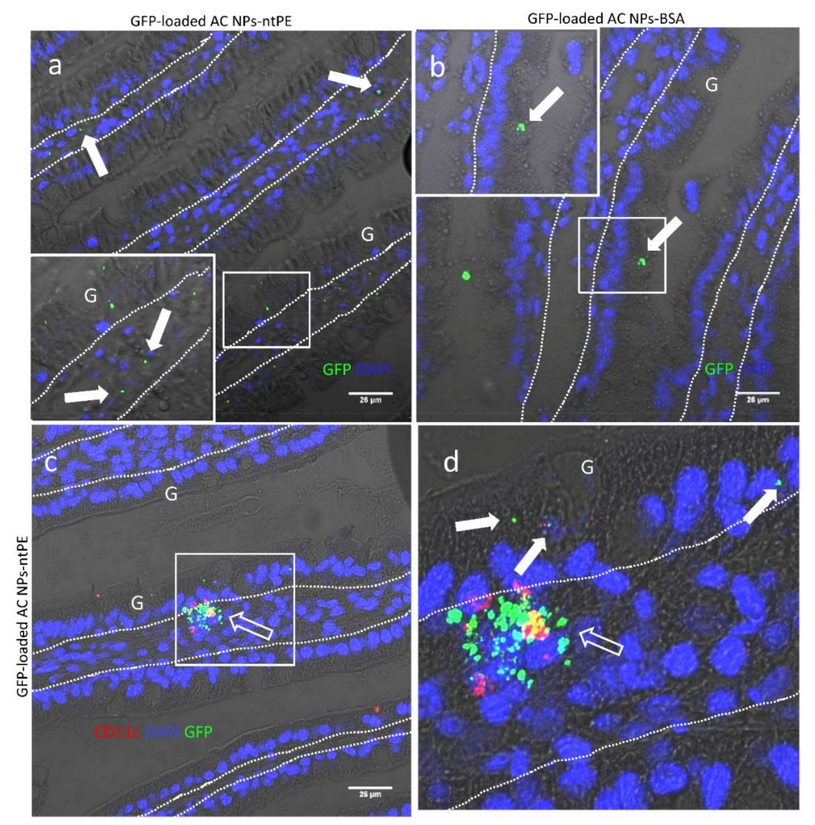 Pharmaceutics 13 01171 g008