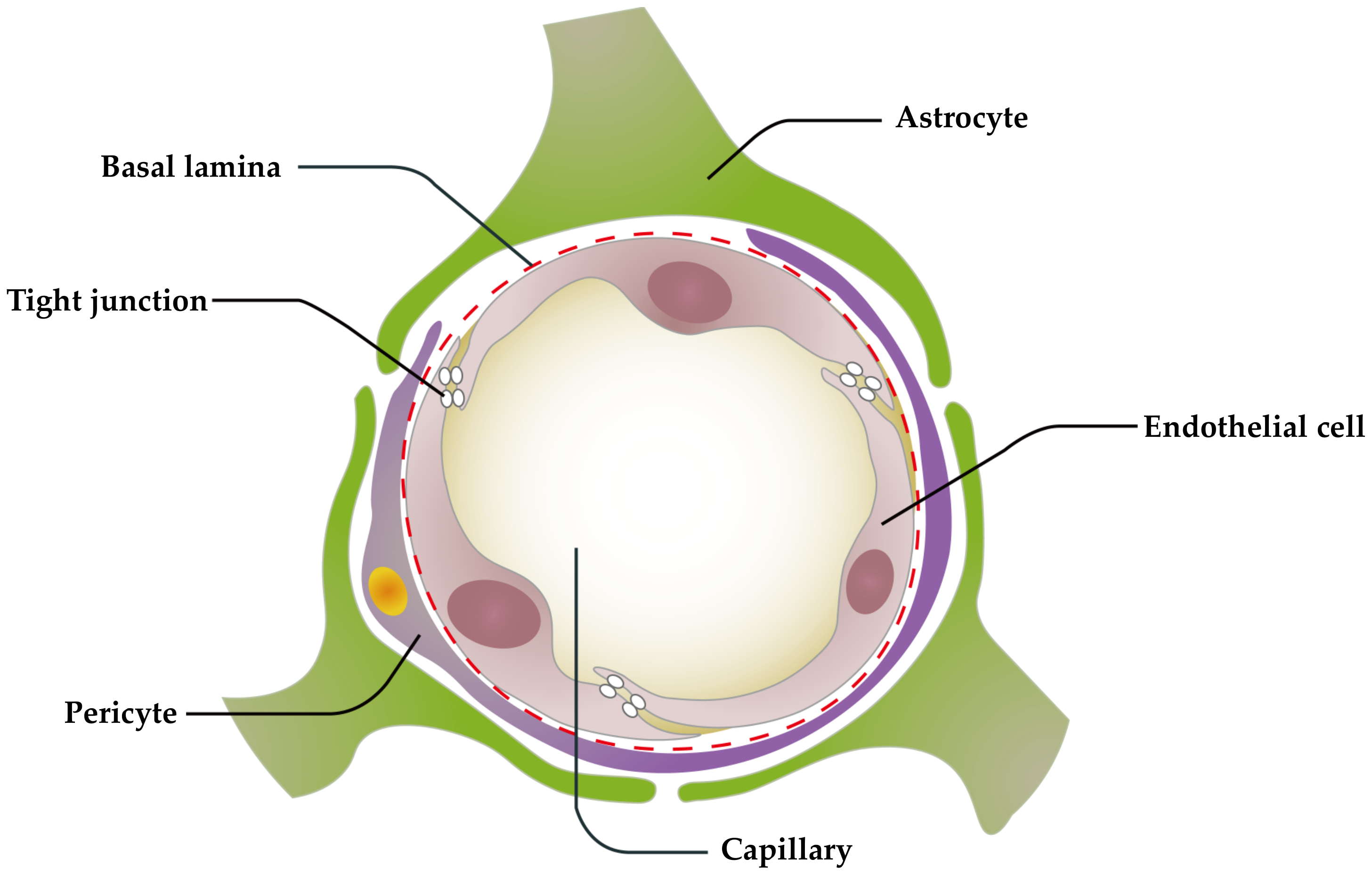 Pharmaceutics 13 01183 g001