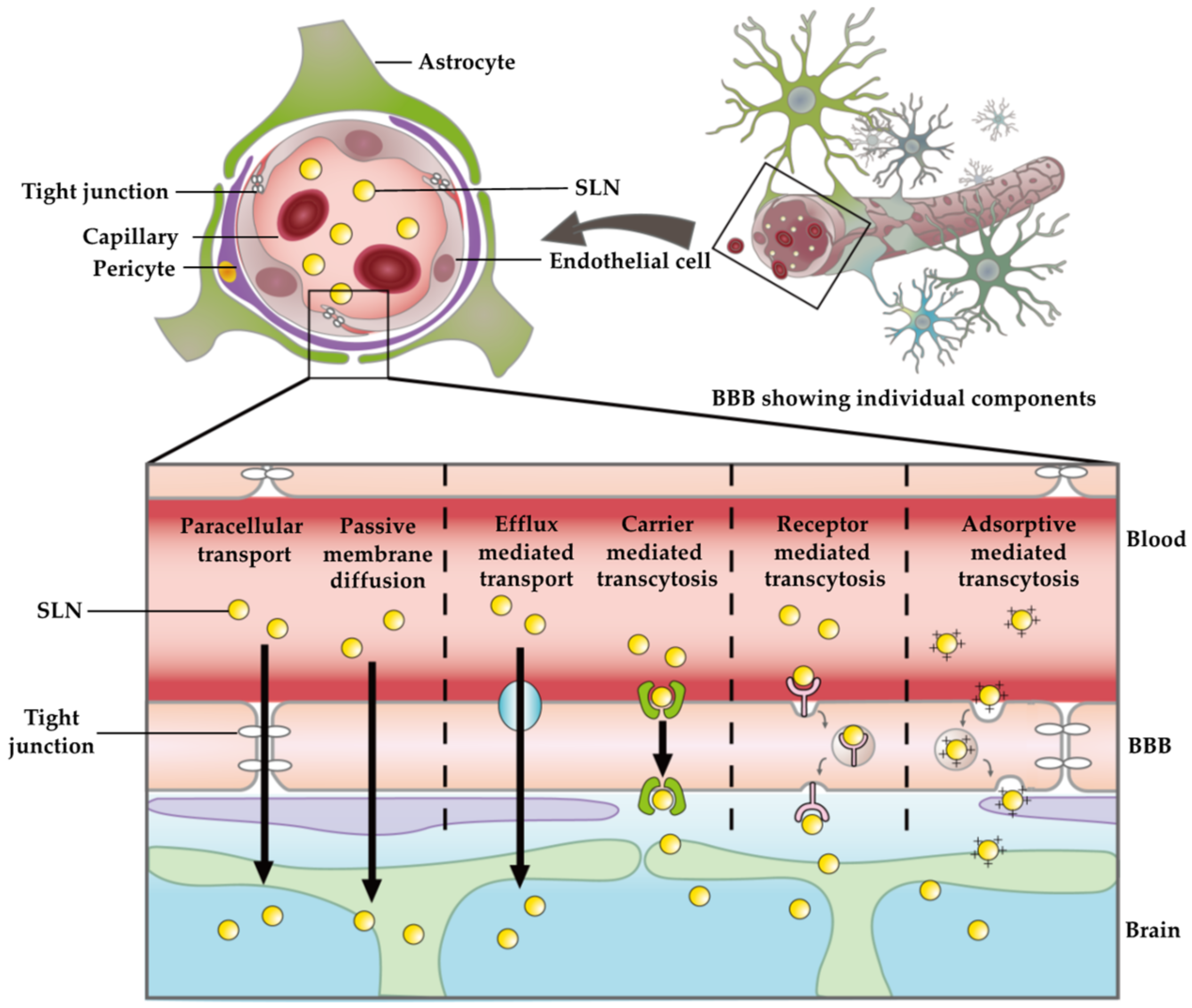 Pharmaceutics 13 01183 g004