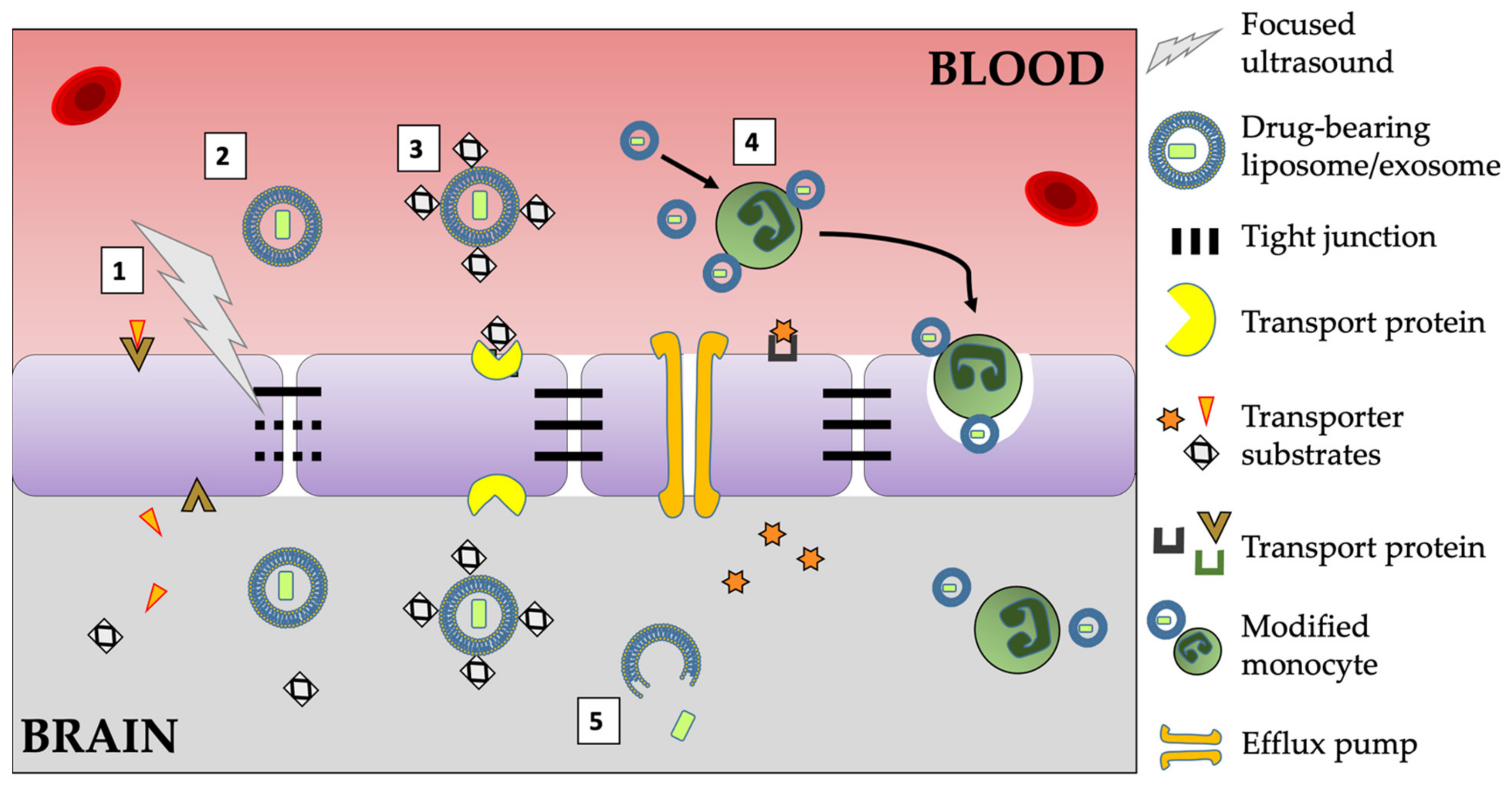 Pharmaceutics 13 01193 g001