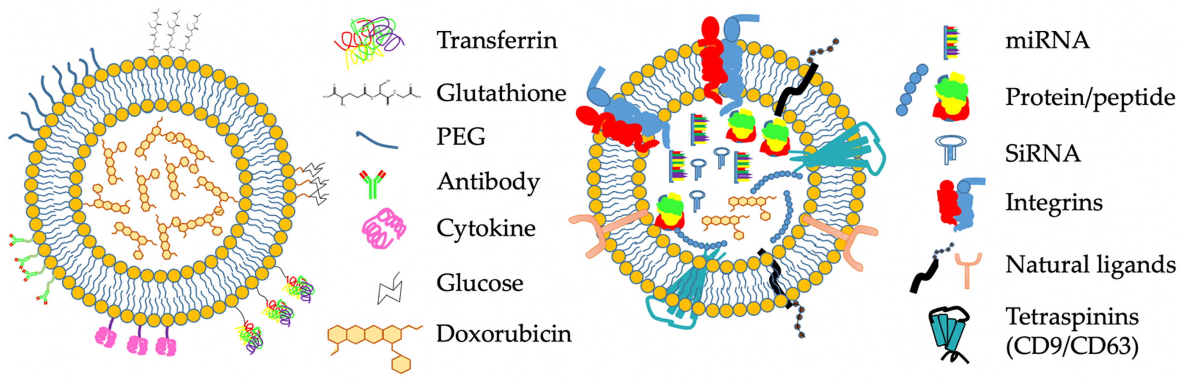 Pharmaceutics 13 01193 g002
