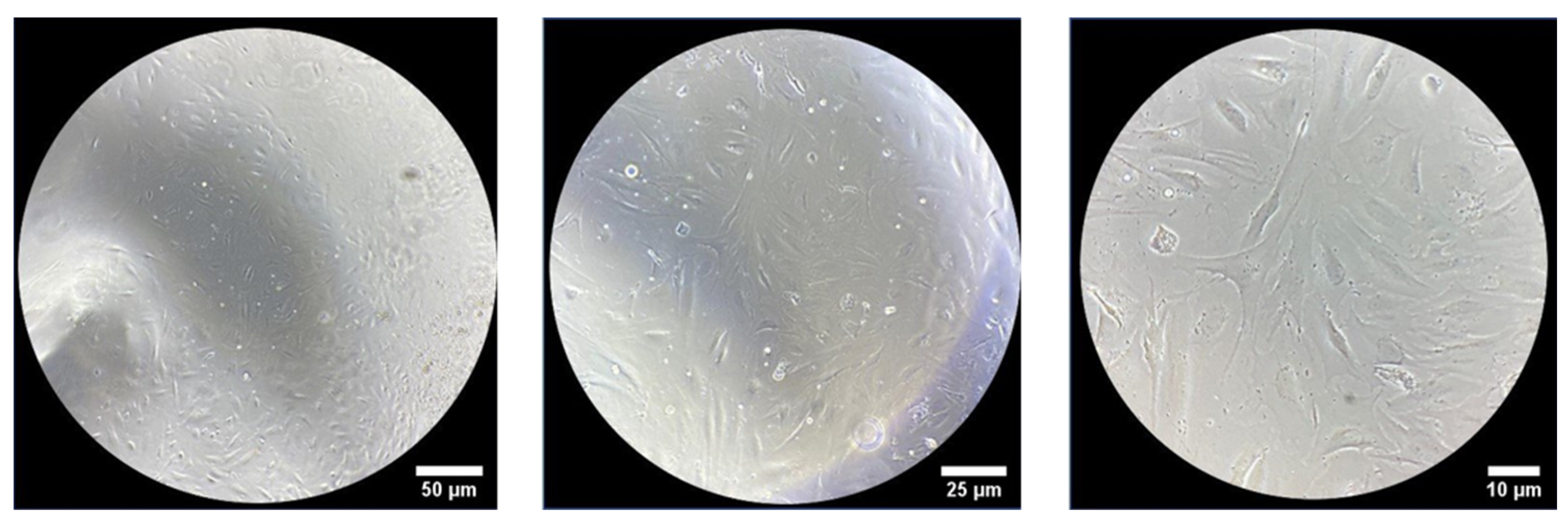 Pharmaceutics 13 01194 g007