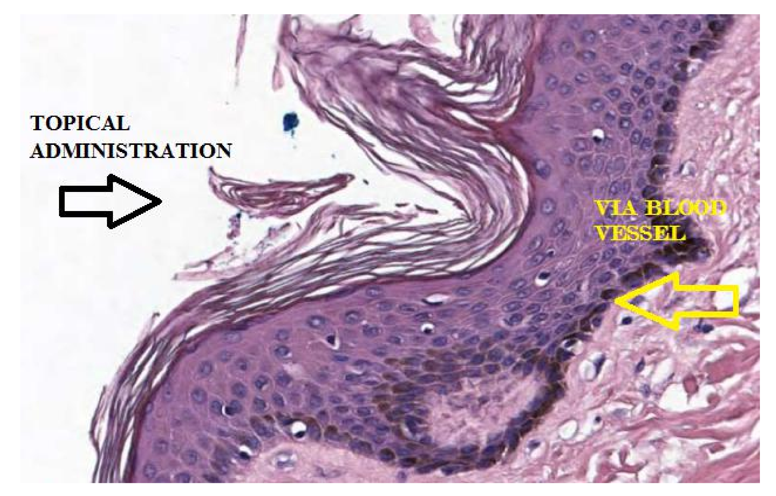 Pharmaceutics 13 01201 g003