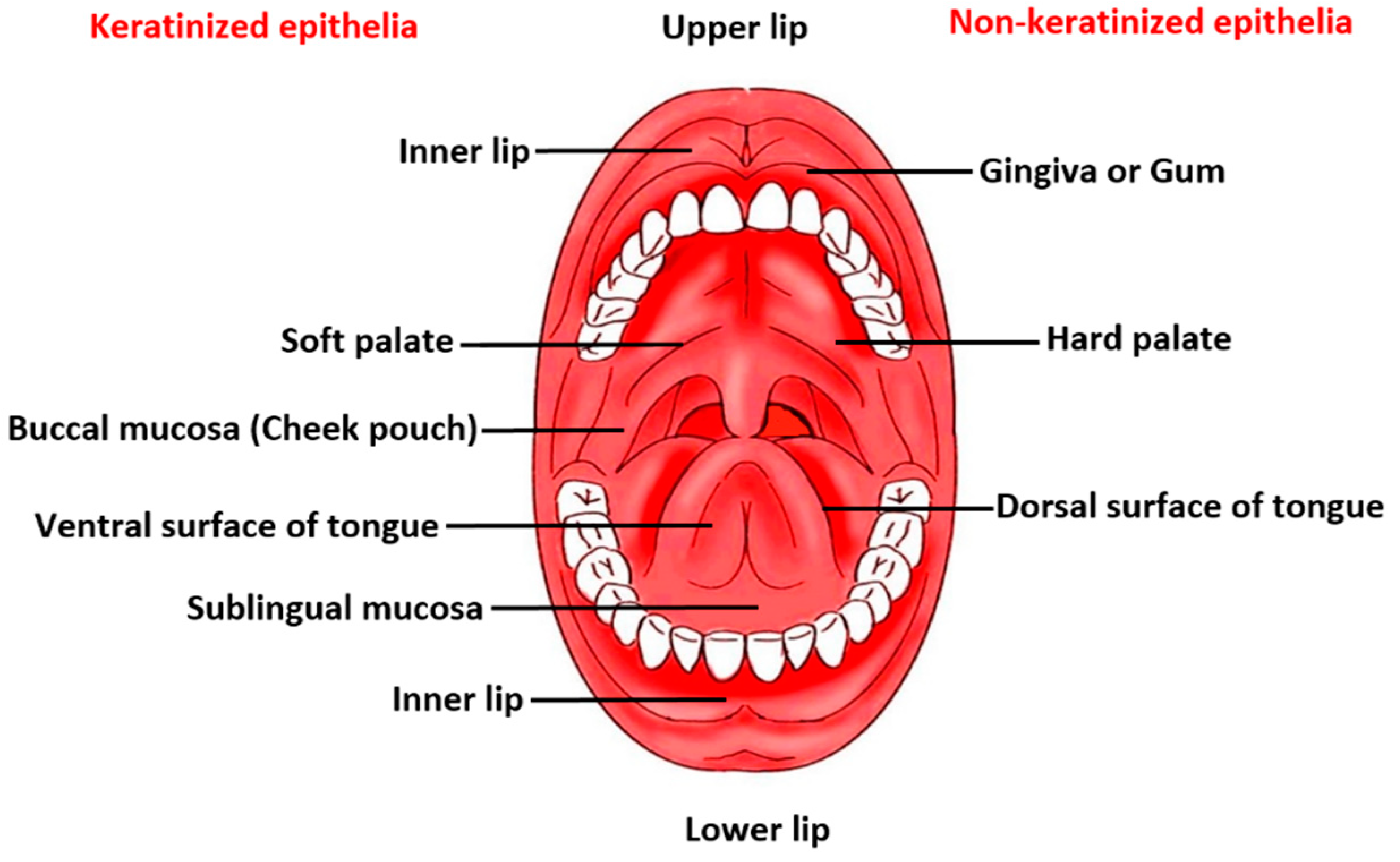 Pharmaceutics 13 01206 g001 Pharmaceutics 13 01206 g001