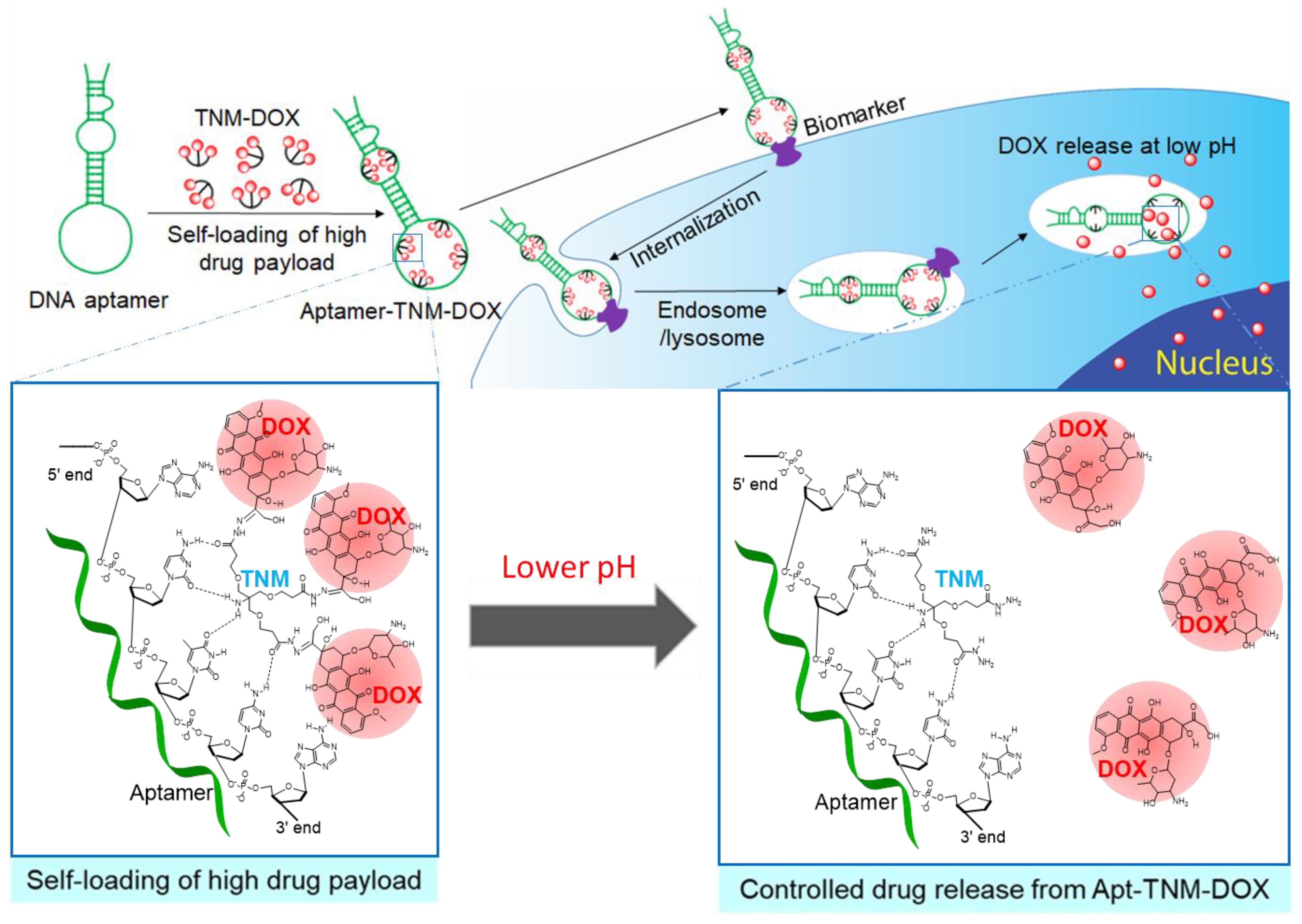 Pharmaceutics 13 01221 g001