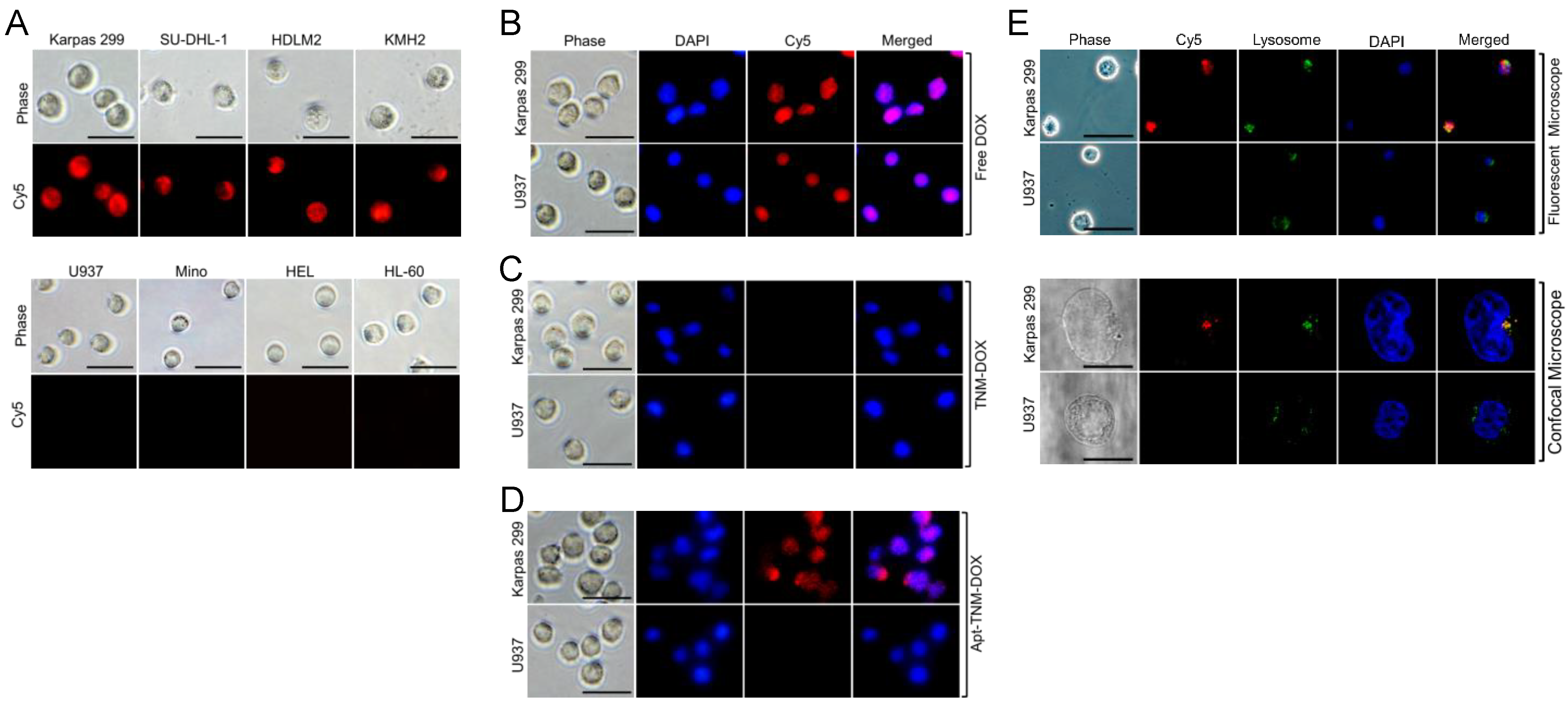 Pharmaceutics 13 01221 g006