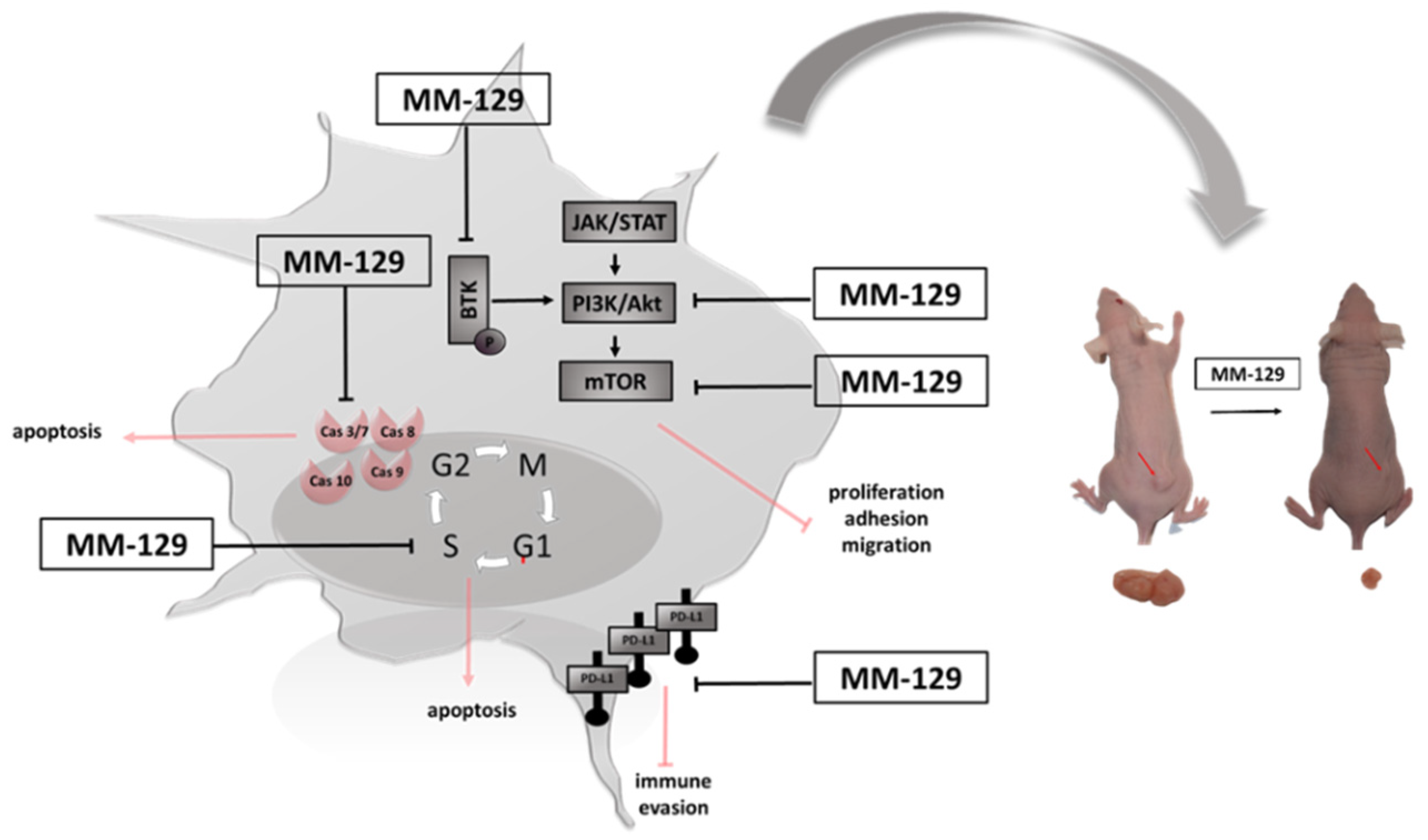 Pharmaceutics 13 01222 g001