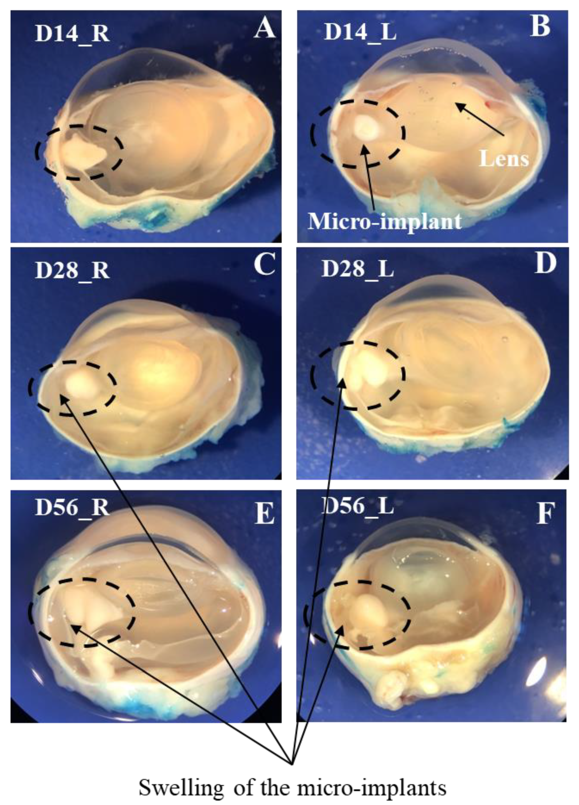 Pharmaceutics 13 01227 g003