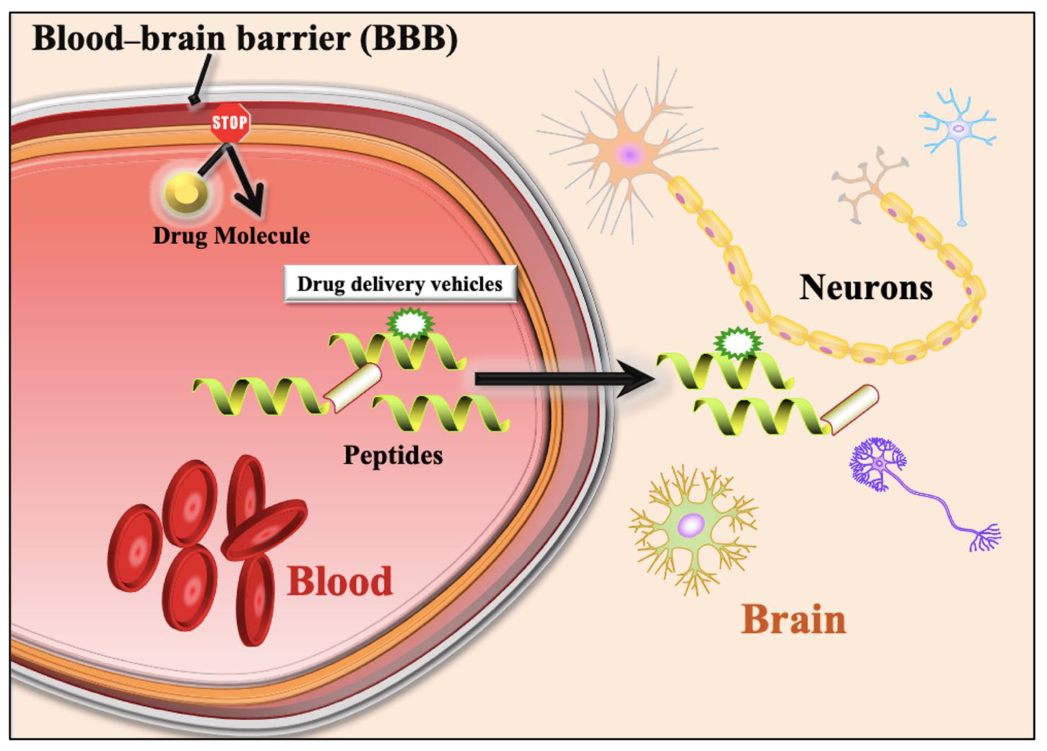 Pharmaceutics 13 01237 g001