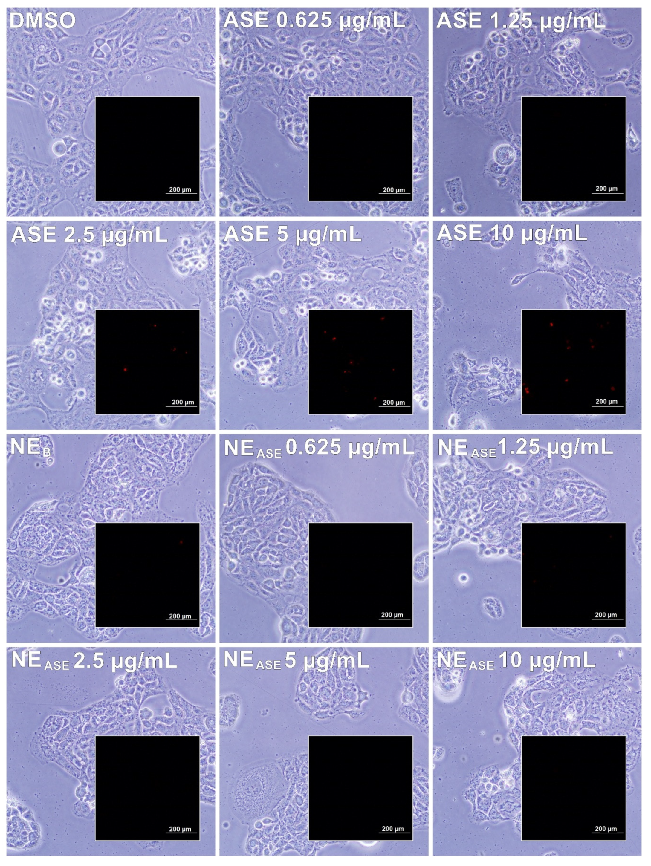 Pharmaceutics 13 01241 g003