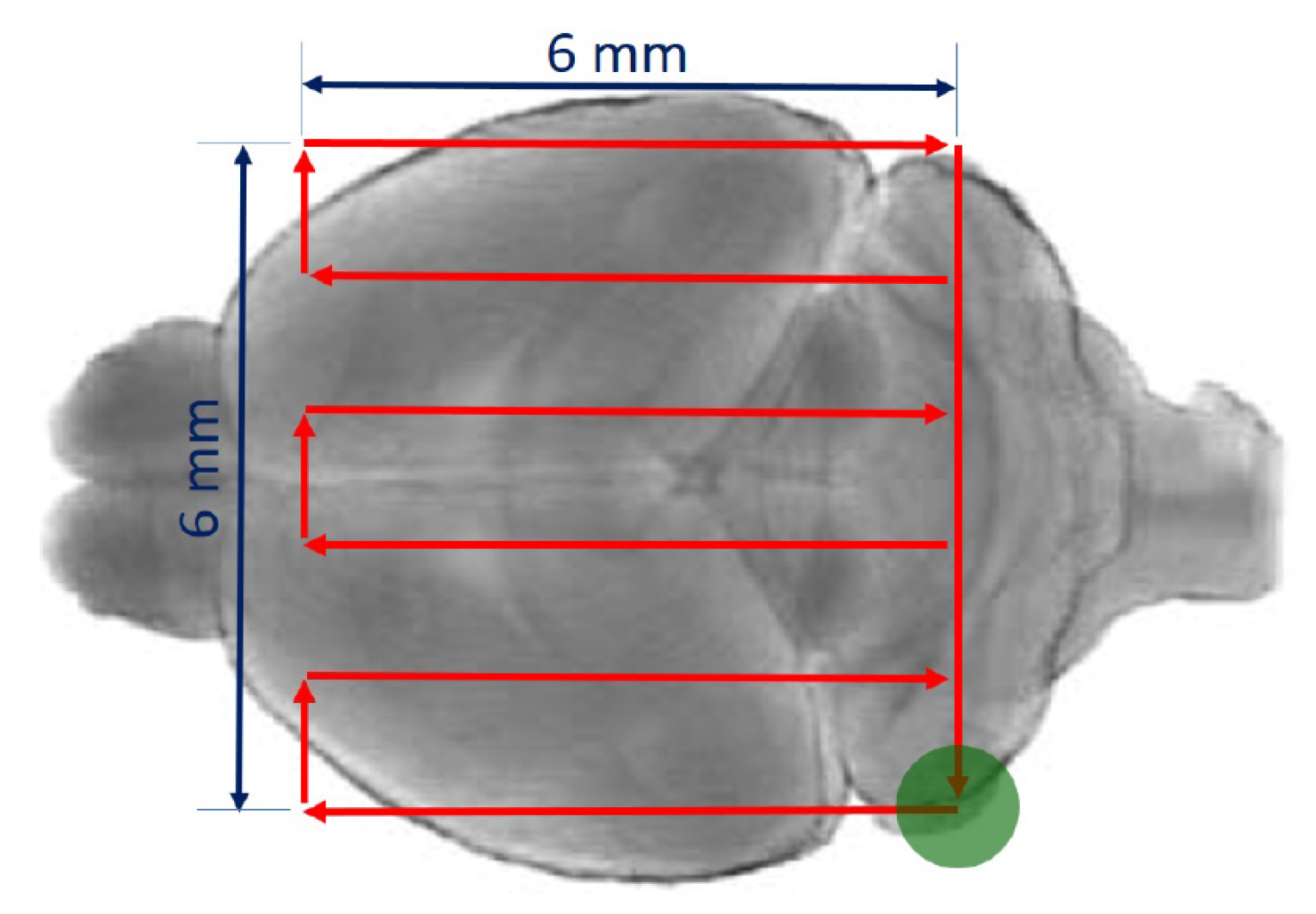Pharmaceutics 13 01245 g001