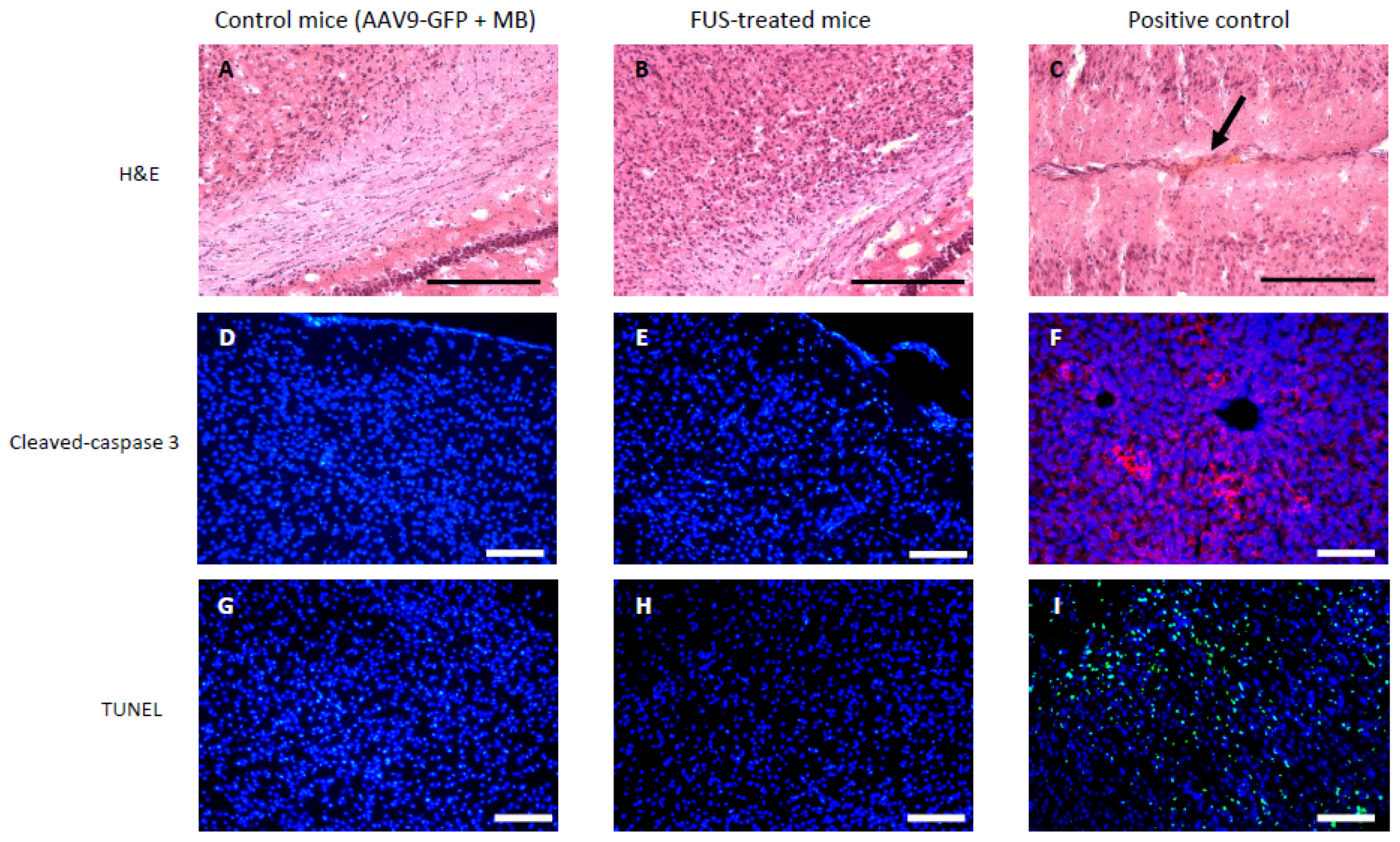 Pharmaceutics 13 01245 g003