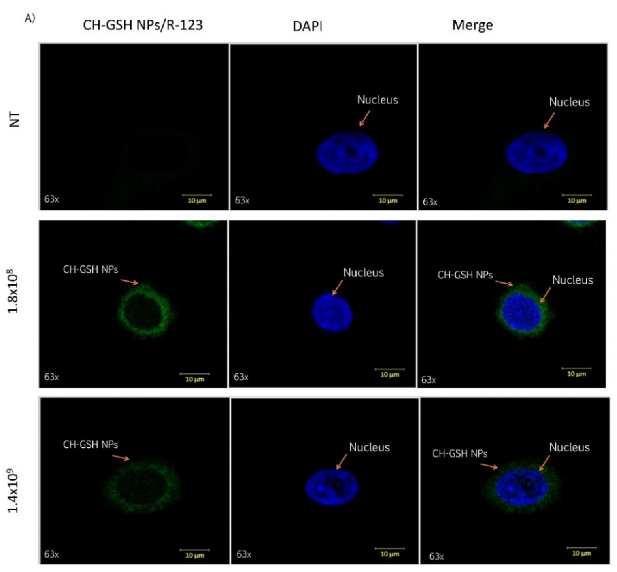 Pharmaceutics 13 01251 g002a