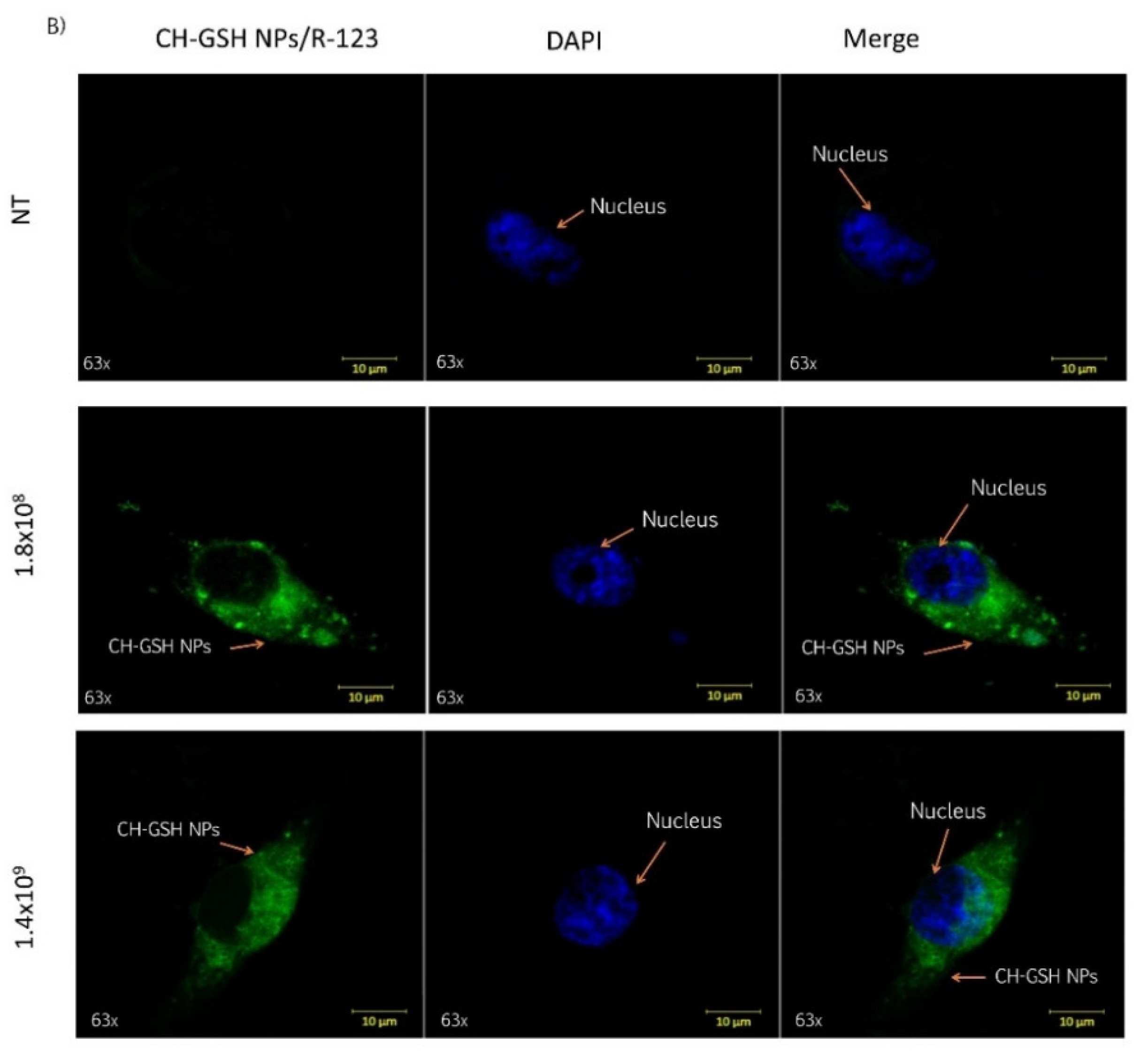 Pharmaceutics 13 01251 g002b
