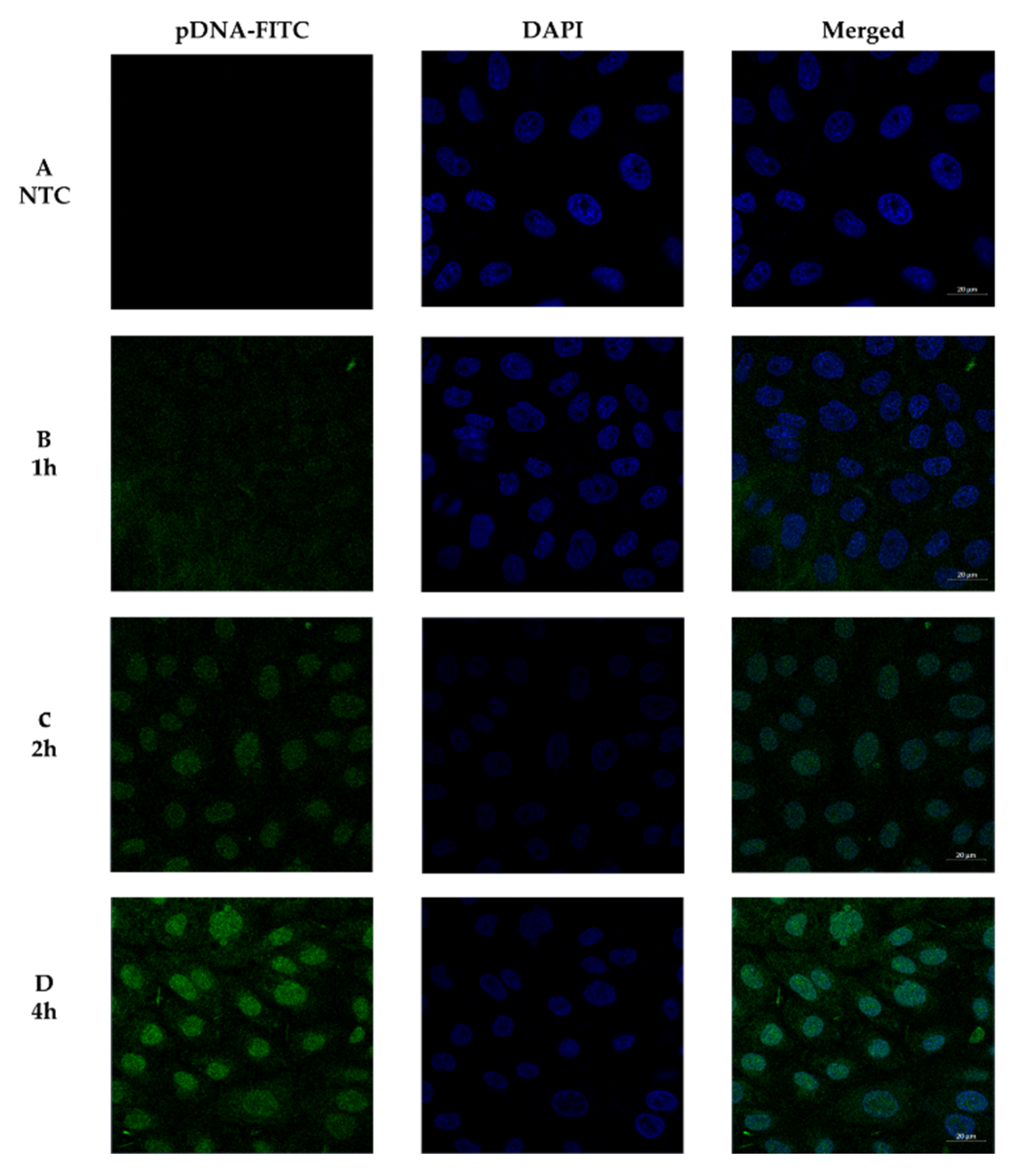 Pharmaceutics 13 01256 g006